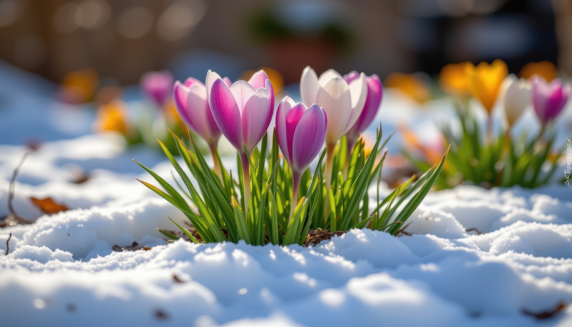 Śnieg, Krokusy, Liście