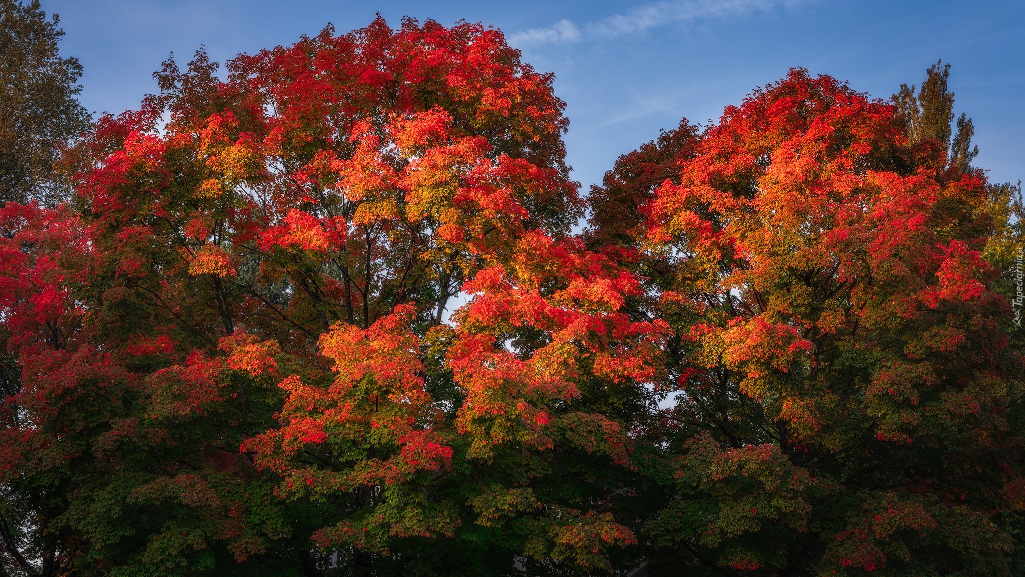 Jesień, Kolorowe, Drzewa, Konary