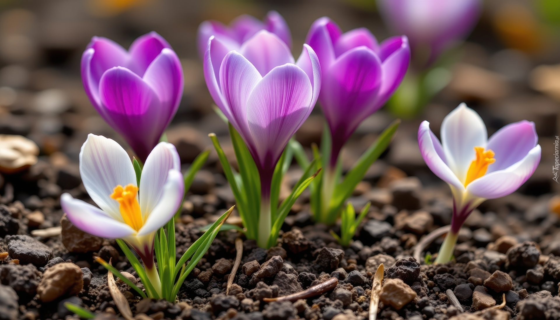 Kwiaty, Kolorowe, Krokusy, Listki, Grafika AI