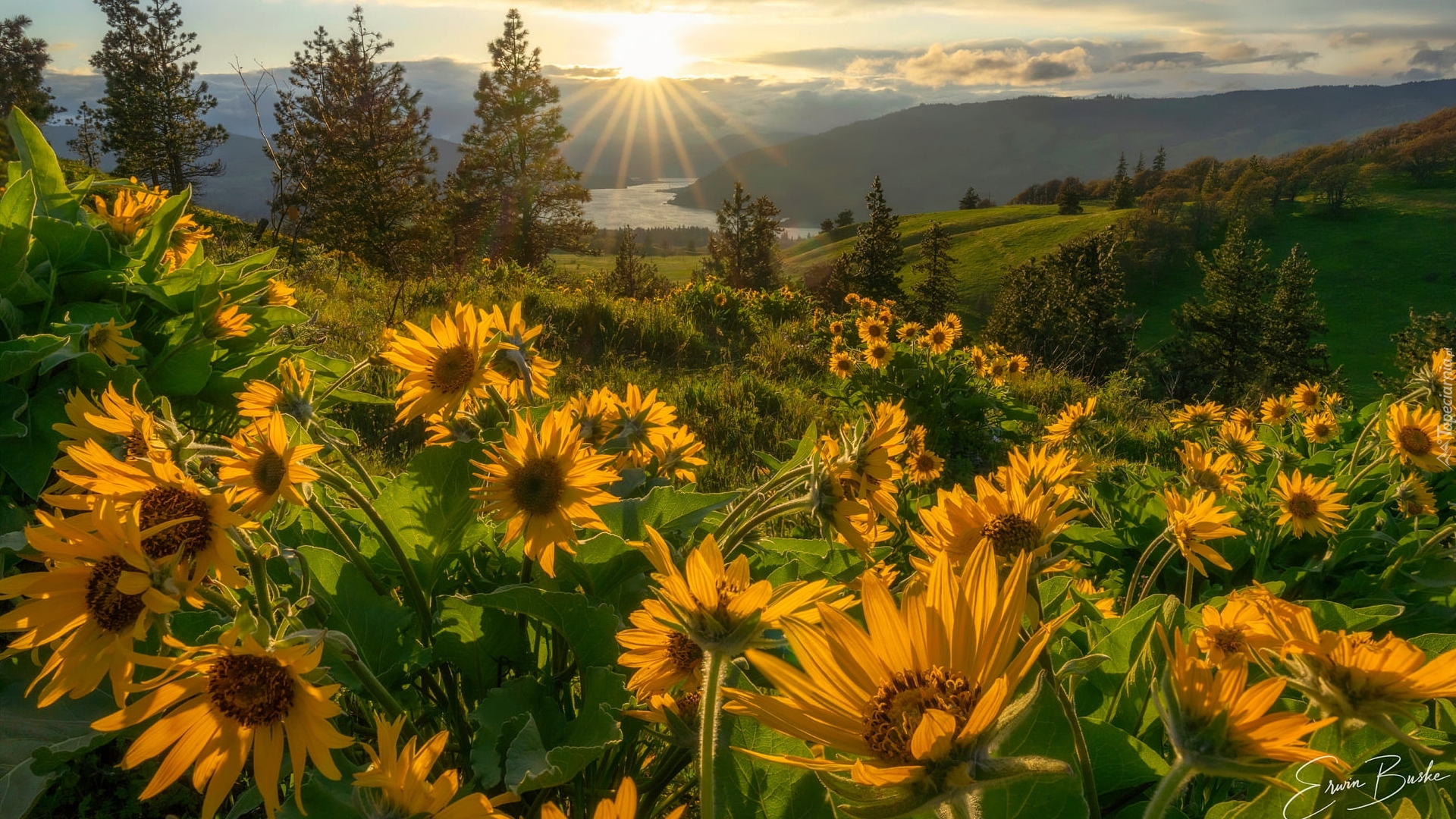 Rezerwat przyrody, Columbia River Gorge, Góry Kaskadowe, Rzeka Kolumbia, Żółte, Kwiaty, Balsamorhiza, Promienie słońca, Łąka, Stan Waszyngton, Stany Zjednoczone