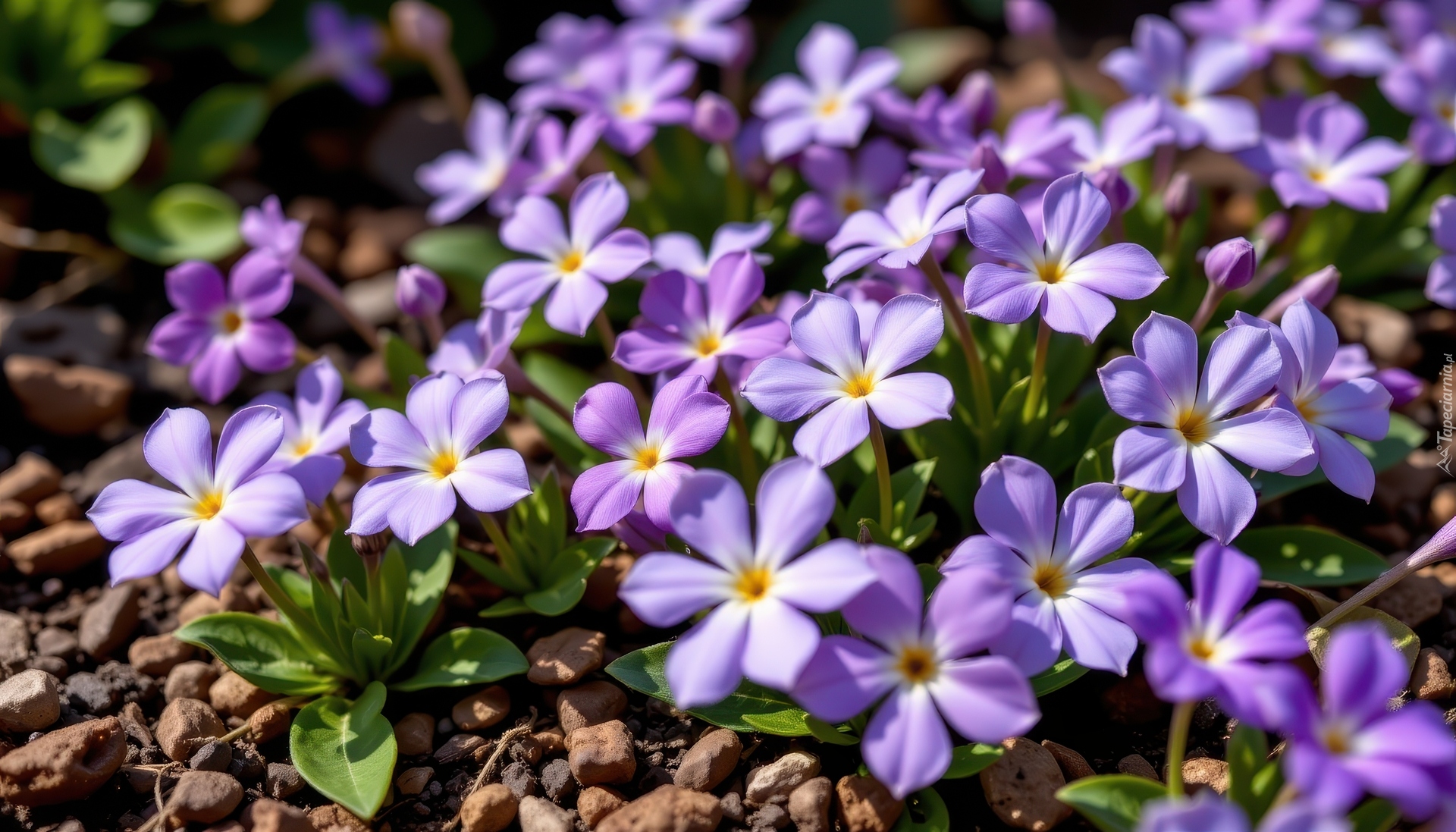 Fioletowe, Kwiaty, Barwinek