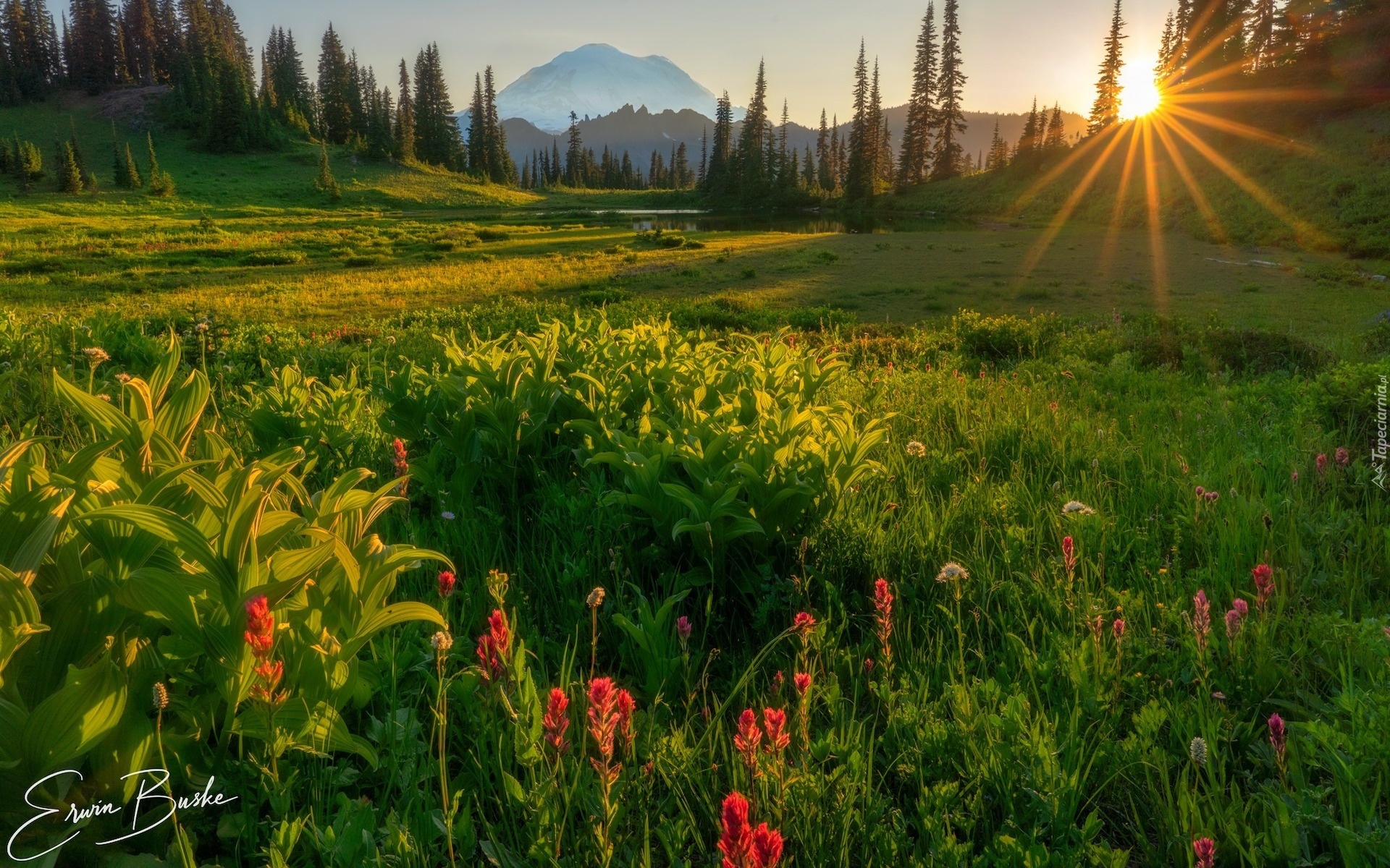 Stany Zjednoczone, Waszyngton, Park Narodowy Mount Rainier, Stratowulkan Mount Rainier, Łąka, Kwiaty, Drzewa, Promienie słońca