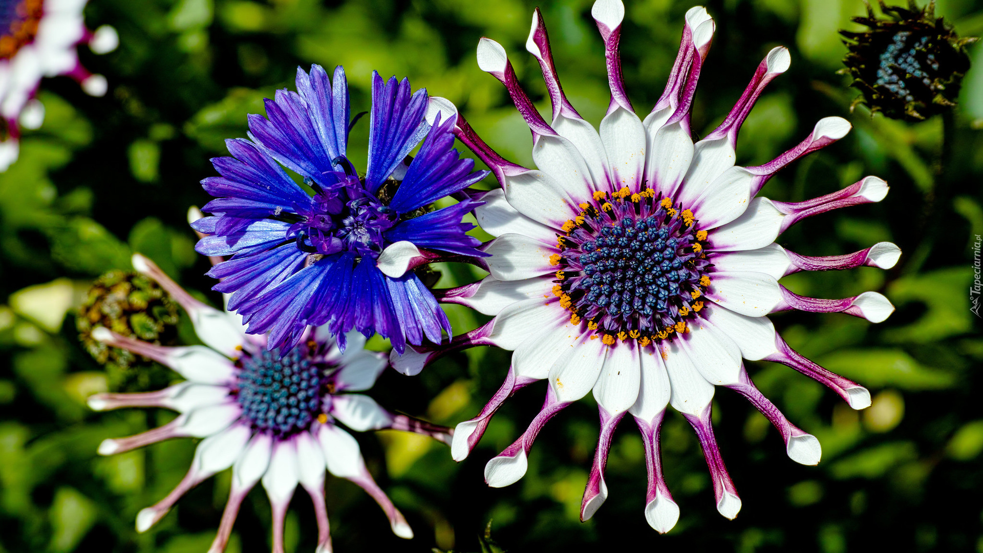 Kwiaty, Osteospermum, Stokrotka afrykańska, Chaber