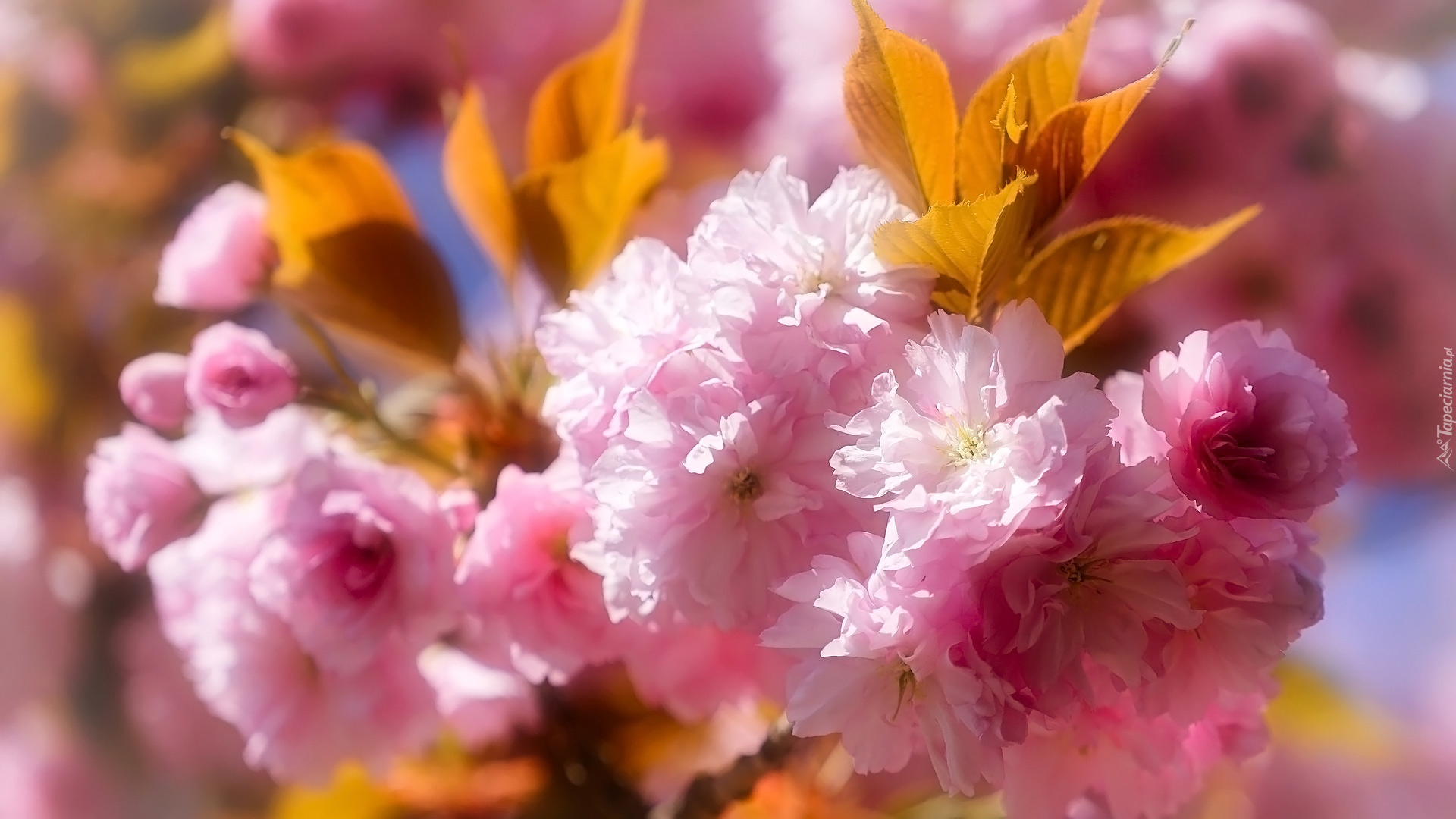 Kwiaty, Wiśnia japońska, Drzewo owocowe, Liście