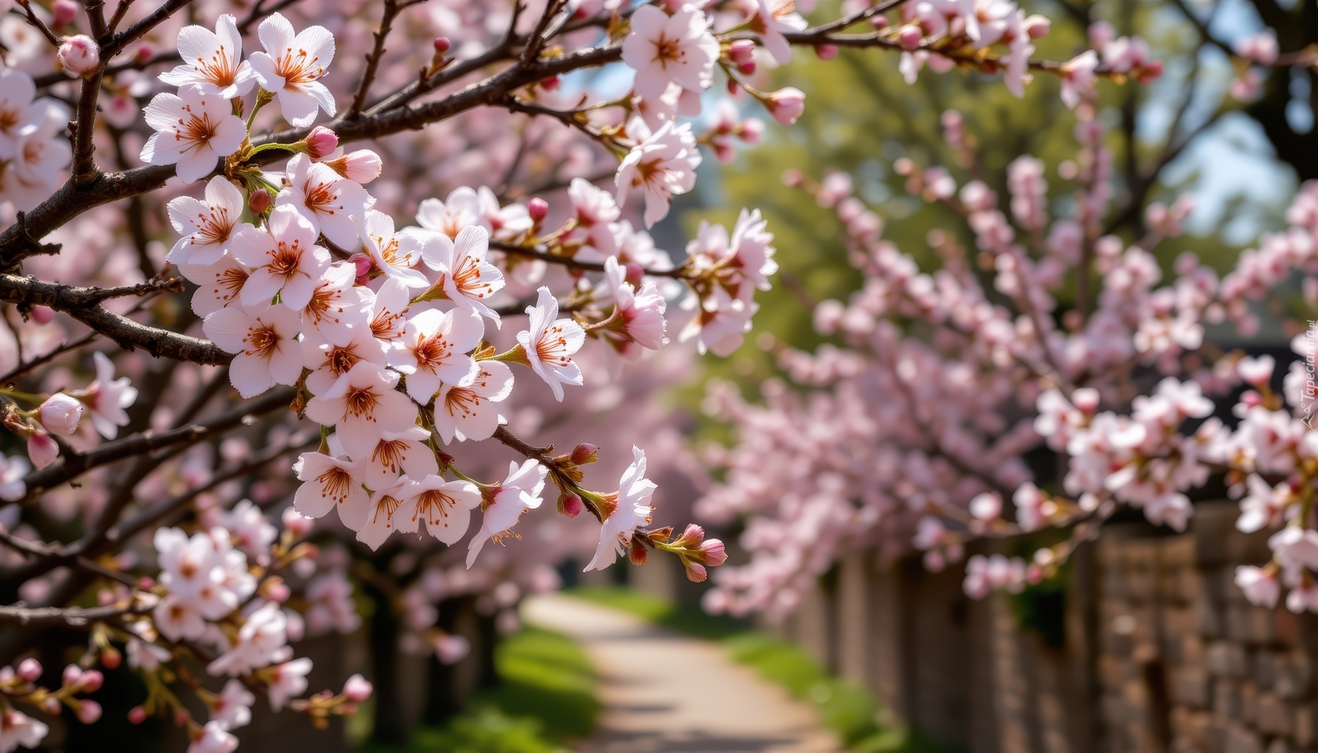 Kwitnące, Drzewa owocowe, Gałązki, Jasnoróżowe, Kwiaty, Droga, Grafika AI