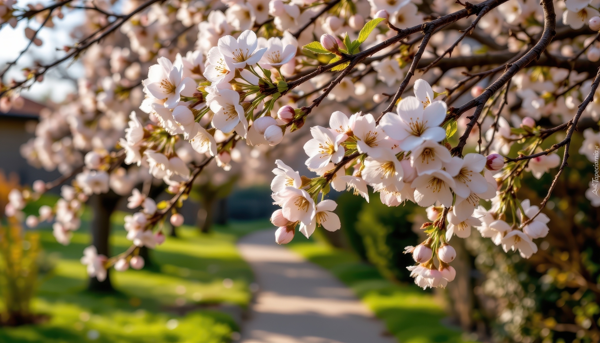 Drzewo owocowe, Gałązki, Jasnoróżowe, Kwiaty