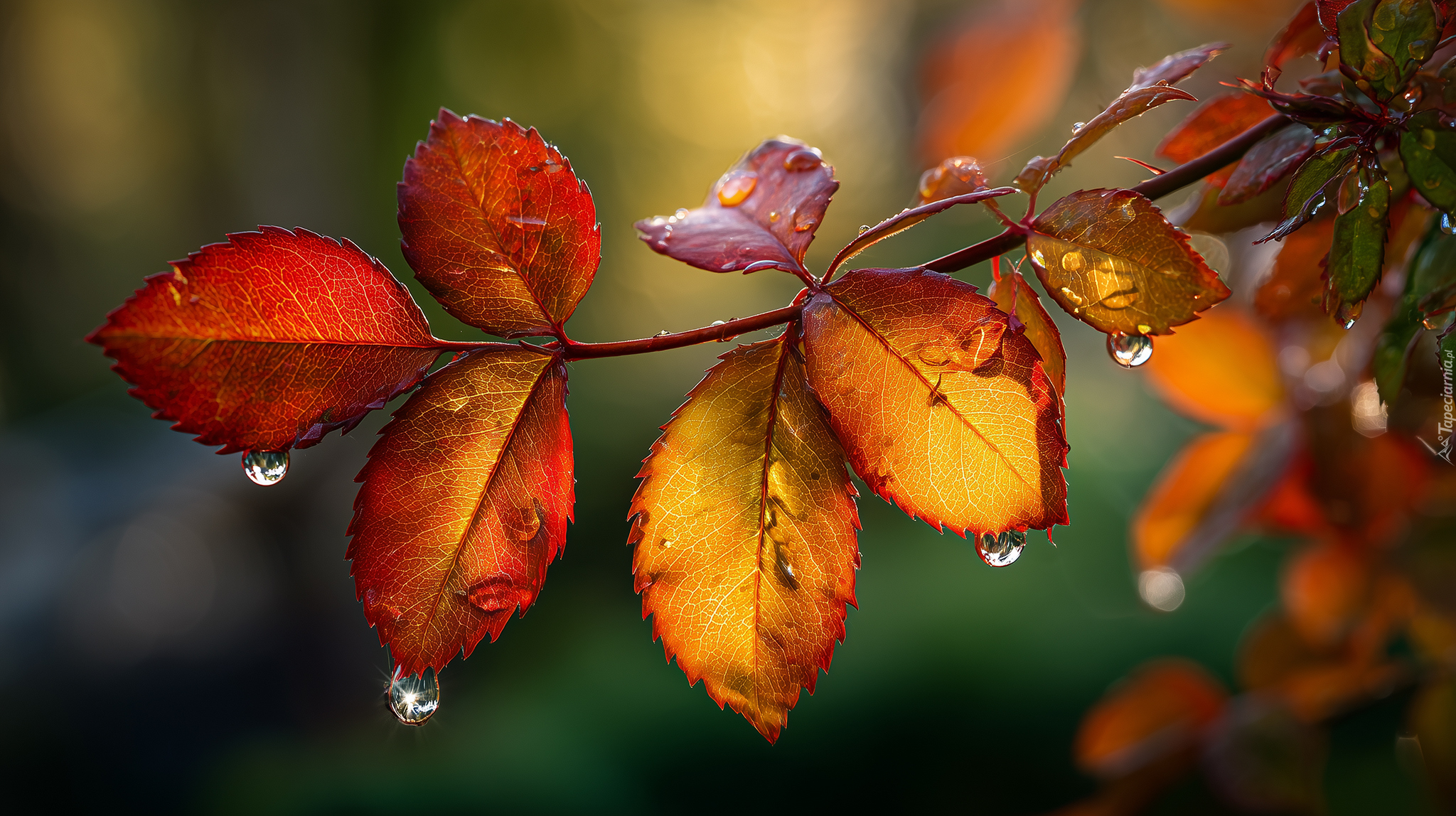 Jesienne, Liście, Krople, Gałązka, Grafika AI