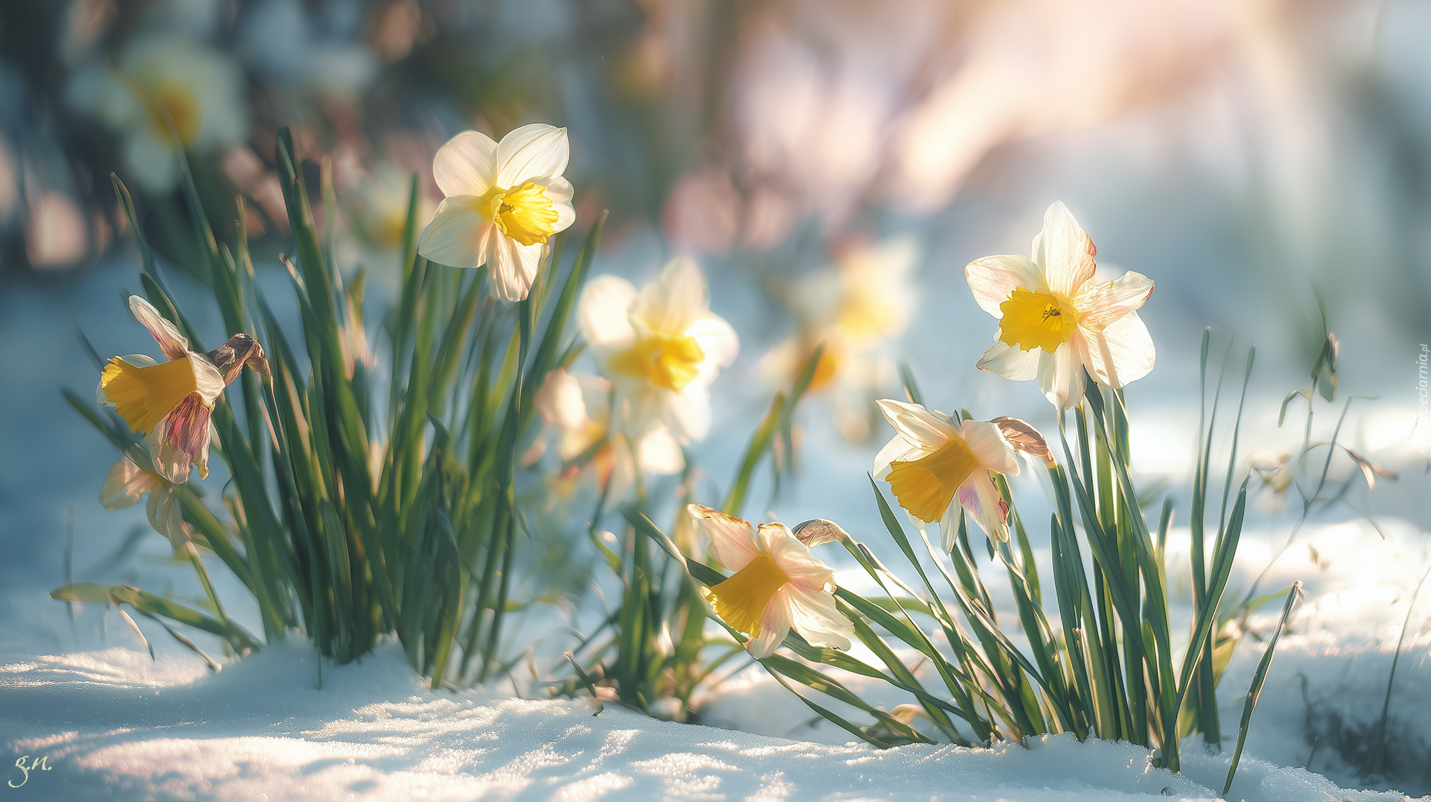 Narcyzy, Kwiaty, Śnieg, Grafika AI