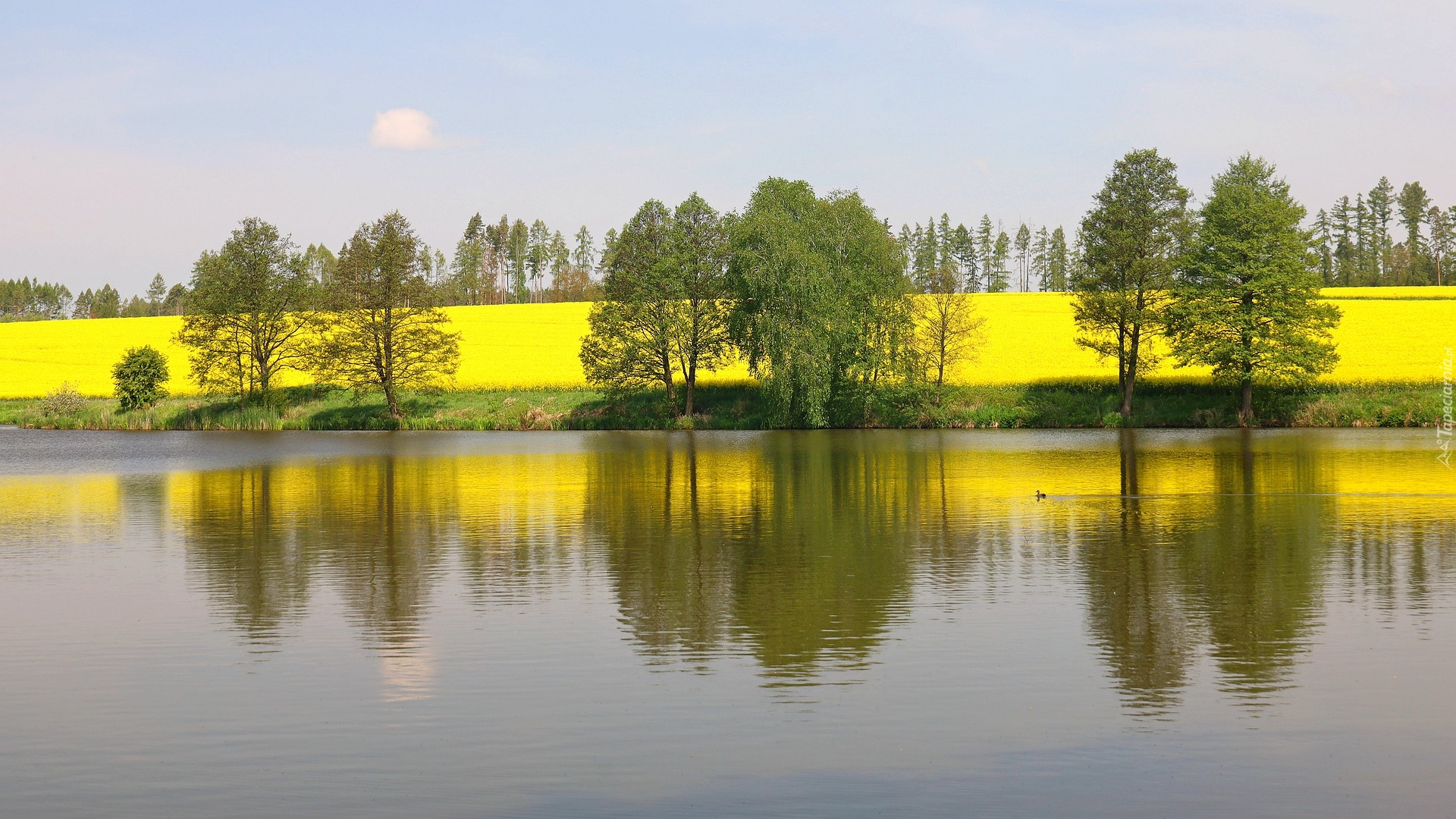 Jezioro, Drzewa, Rzepak, Wiosna