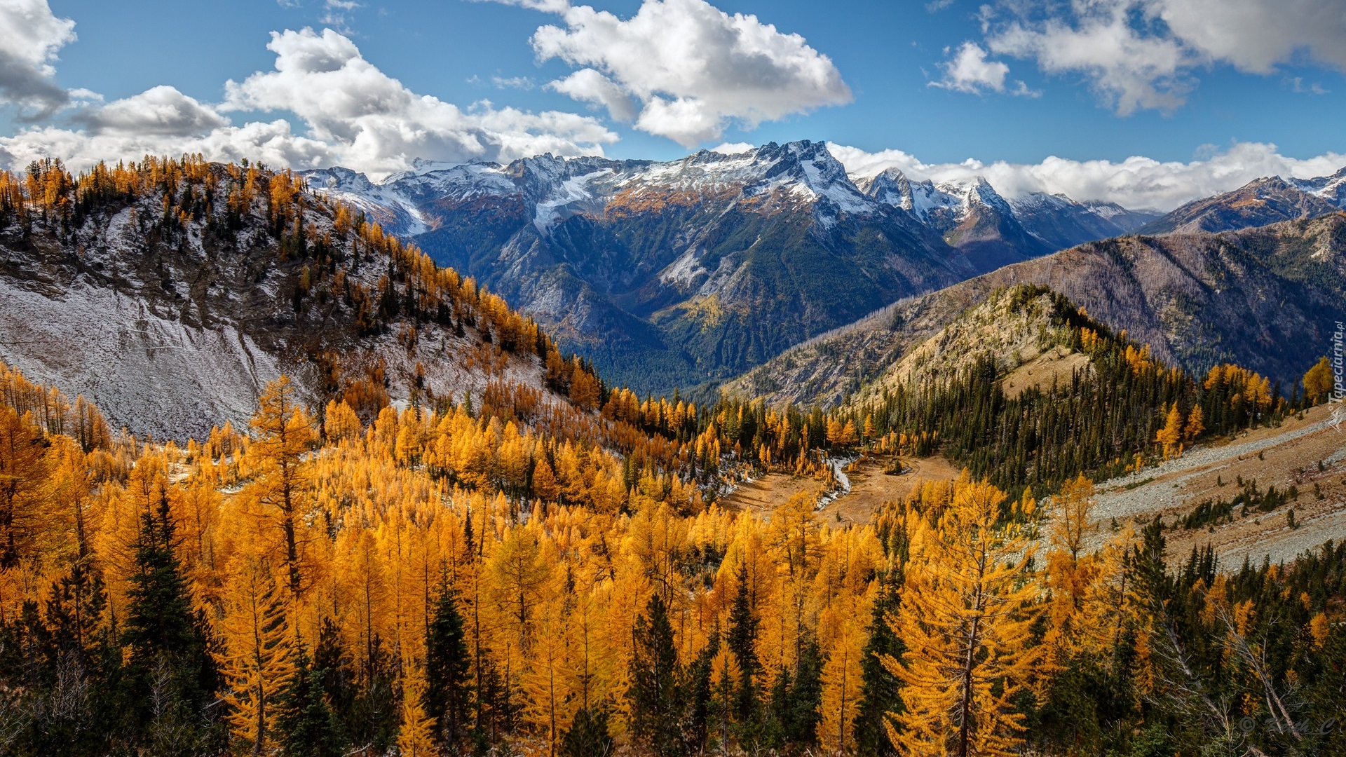 Jesień, Góry, Entiat Mountains, Żółte, Drzewa, Modrzewie, Stan Waszyngton, Stany Zjednoczone