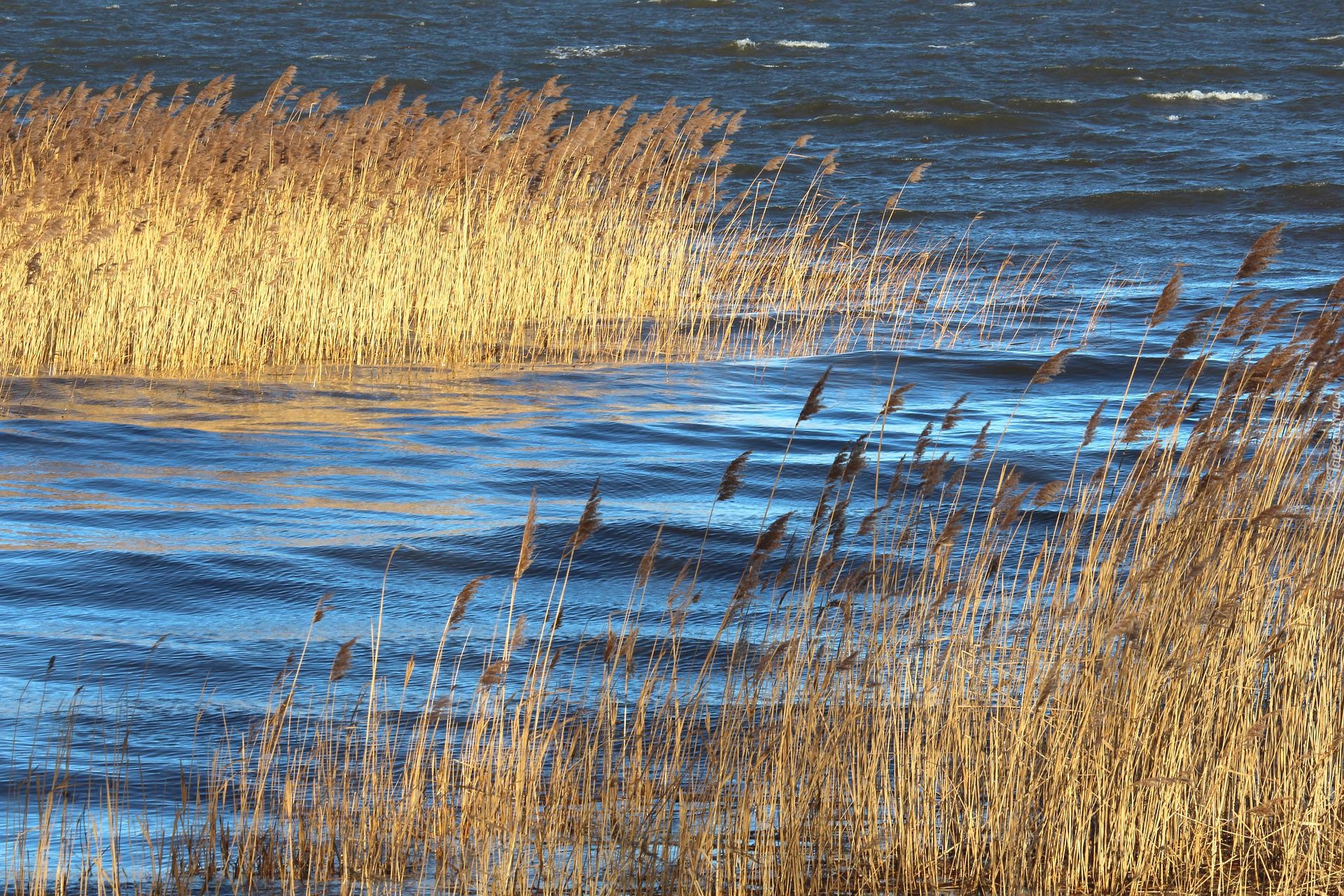 Jesień, Szuwary, Trawy, Jezioro