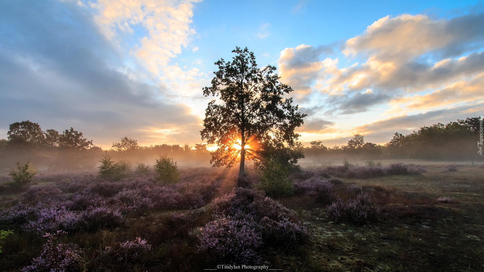 Wrzosowisko, Drzewa, Wschód słońca, Chmury, Wrzosy, Kesselse Heide, Gmina Nijlen, Belgia