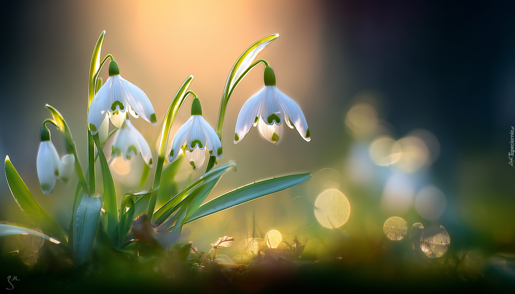 Przebiśniegi, Białe, Kwiaty, Grafika AI