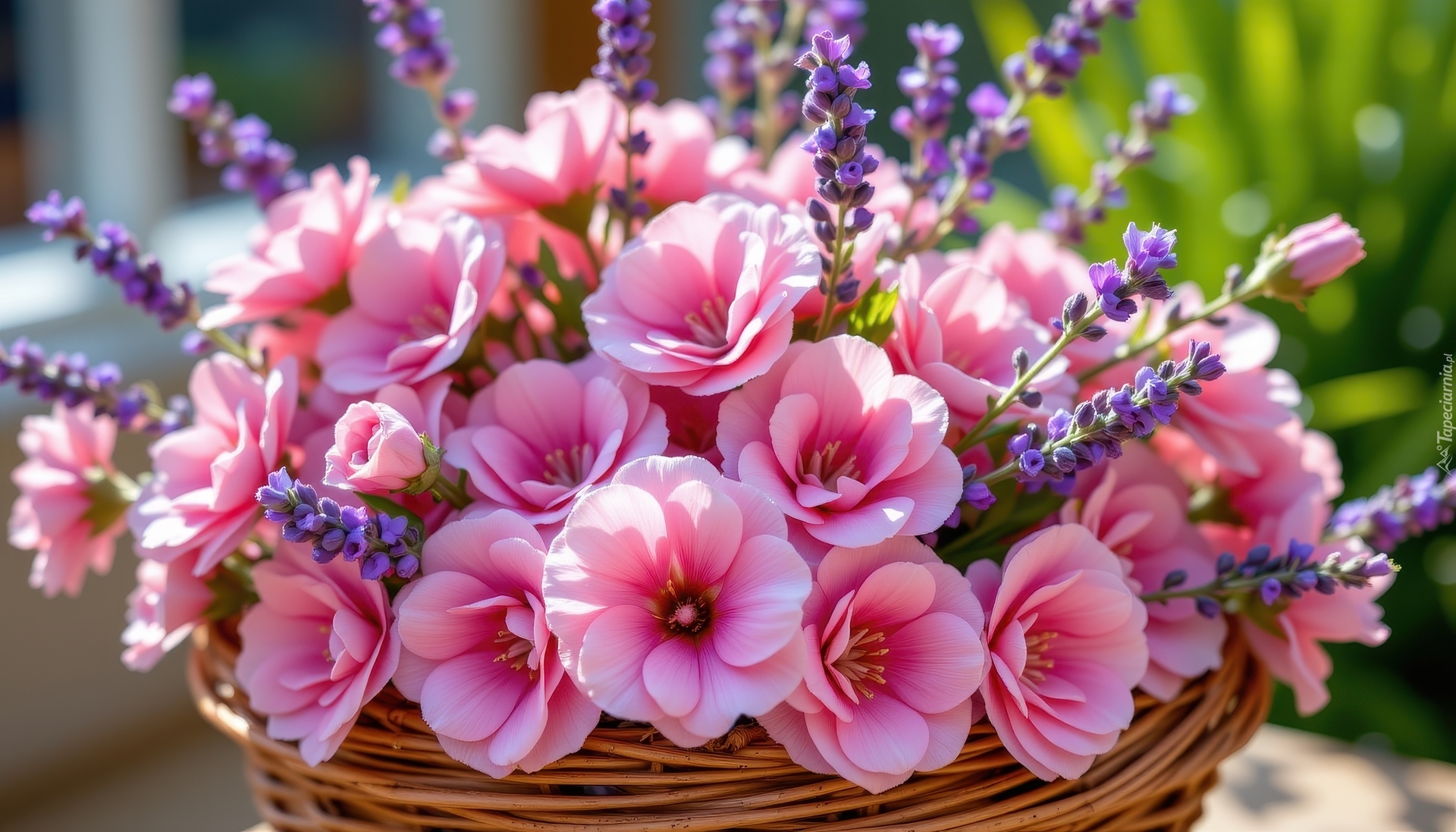 Różowe, Kwiaty, Lawenda, Koszyk