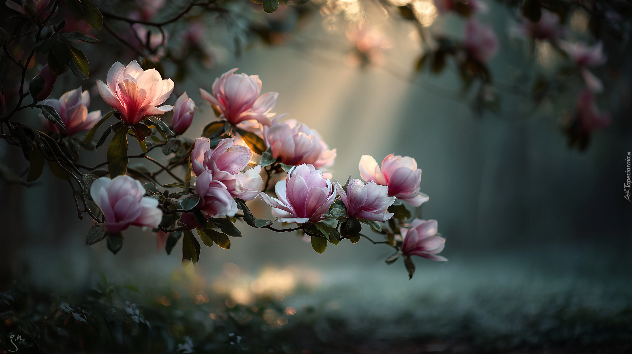 Magnolia, Różowe, Kwiaty, Krzew, Grafika AI