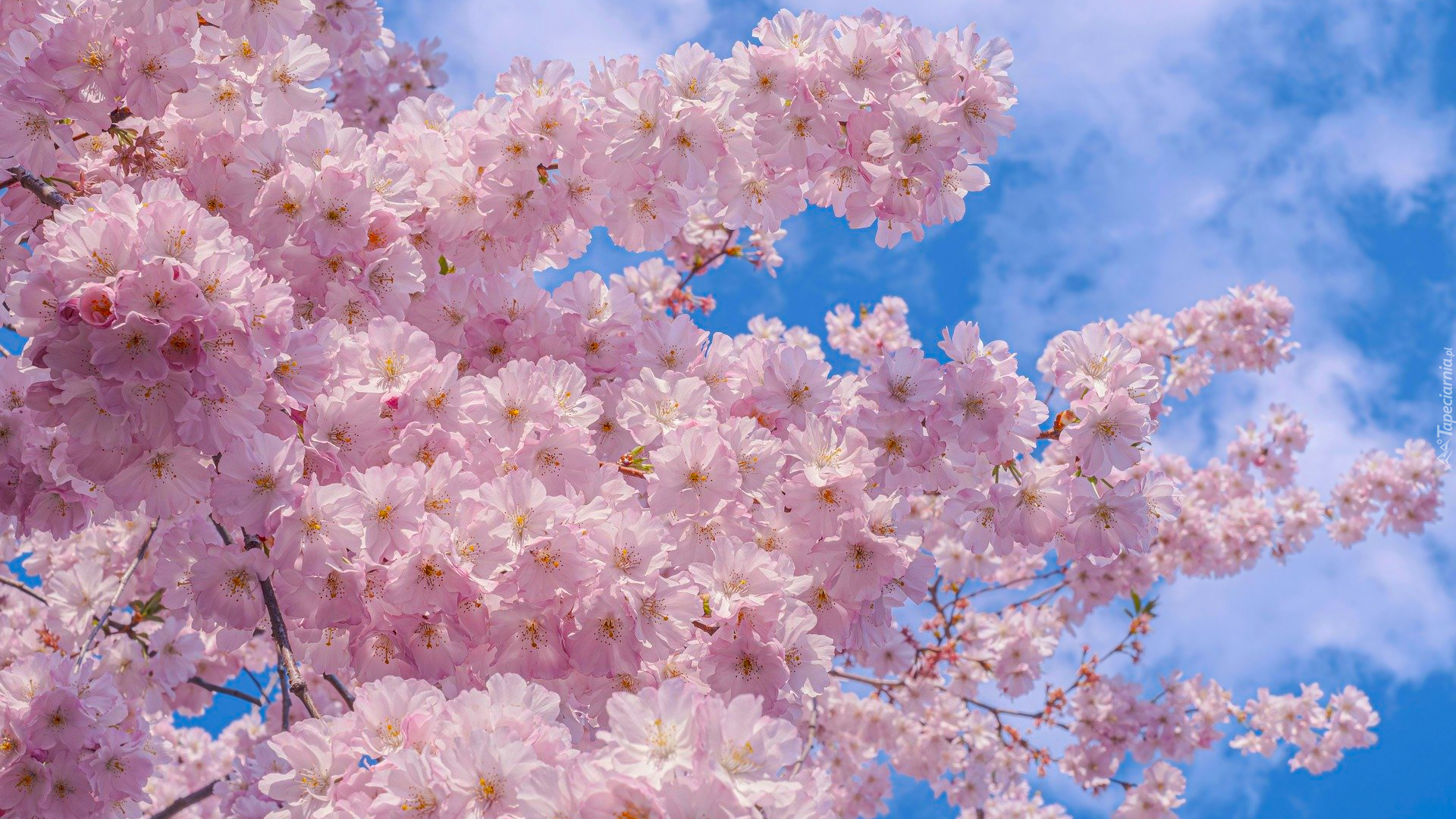 Różowe, Kwiaty, Drzewo owocowe, Wiśnia japońska, Gałązki