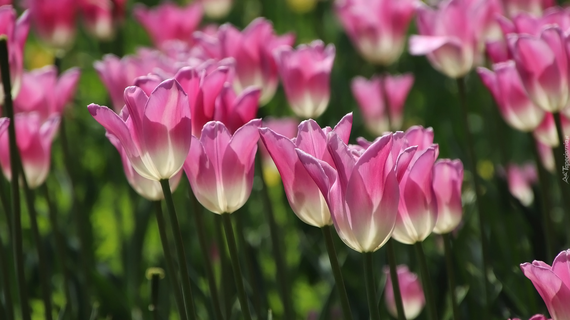 Kwiaty, Tulipany, Różowo-białe