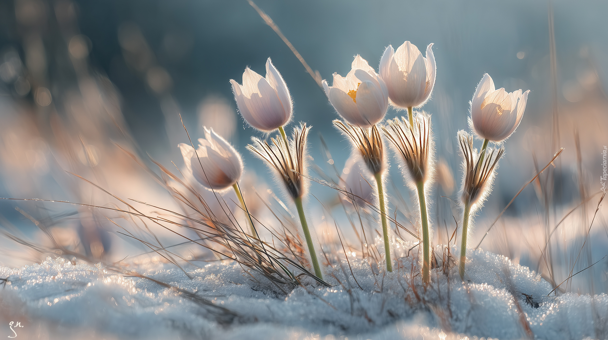 Sasanki, Śnieg, Grafika AI