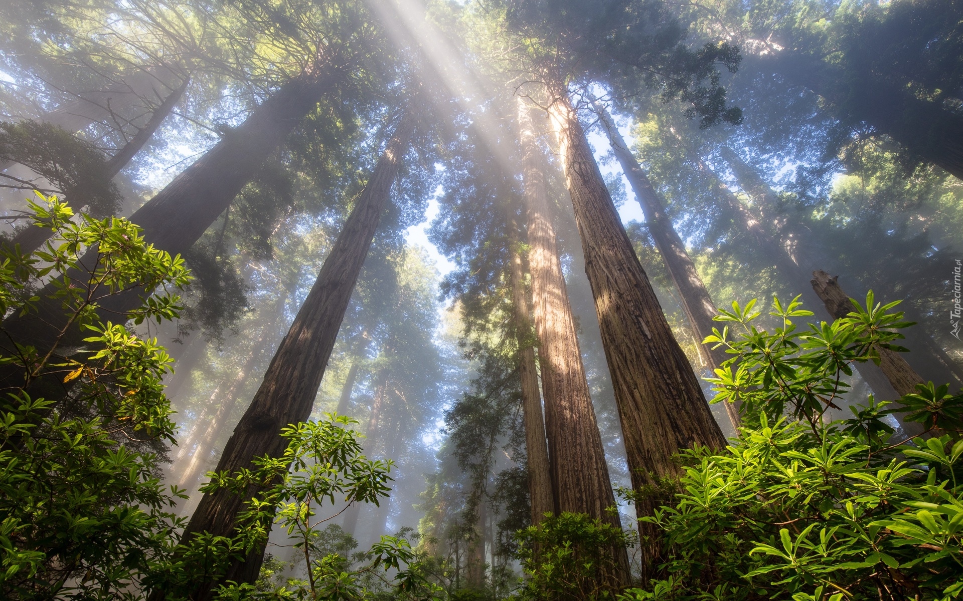 Las, Drzewa, Sekwoje, Przebijające światło, Różanecznik, Park Narodowy Redwood, Kalifornia, Stany Zjednoczone