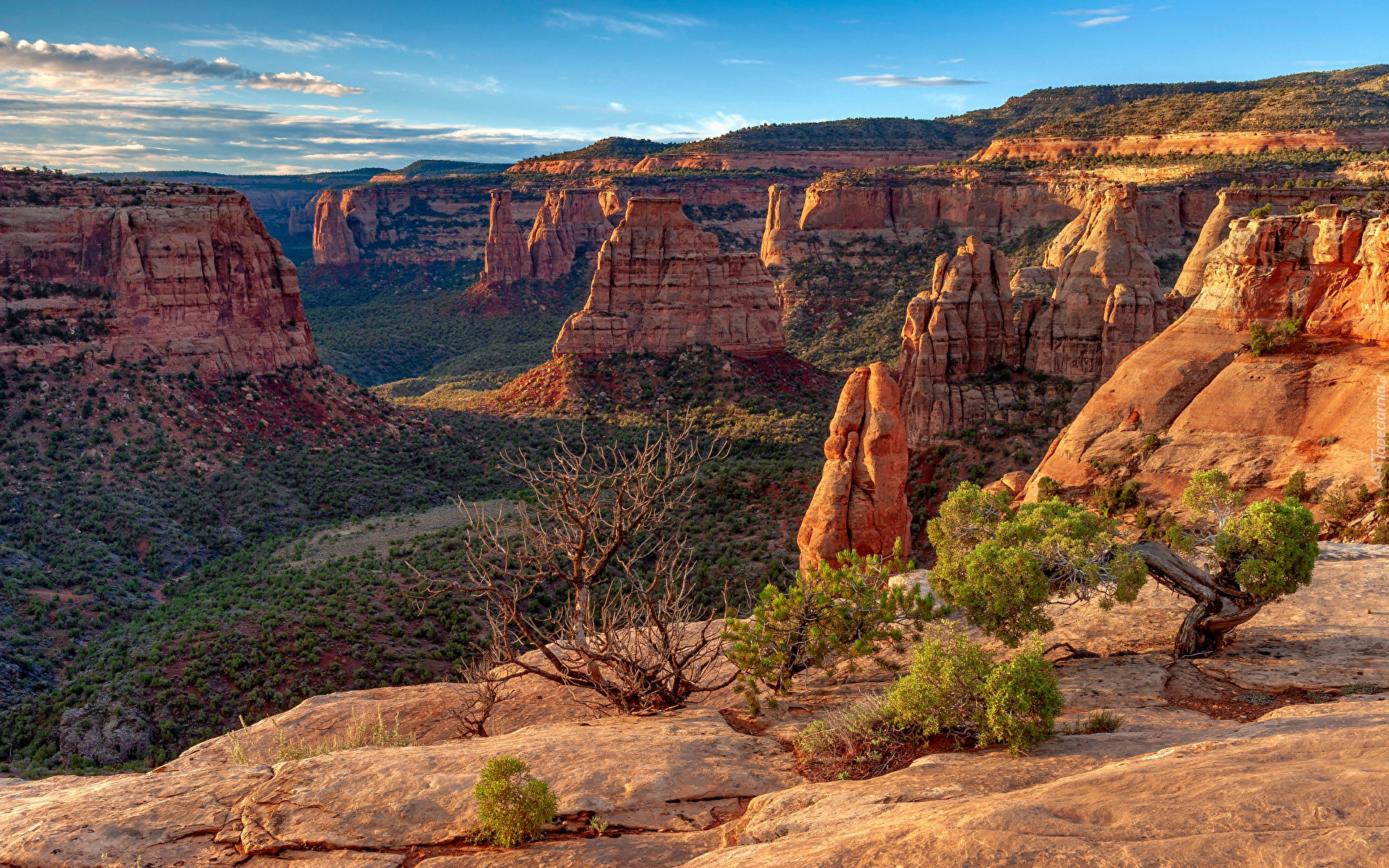 Stany Zjednoczone, Kolorado, Colorado National Monument, Skały, Drzewa, Krzewy