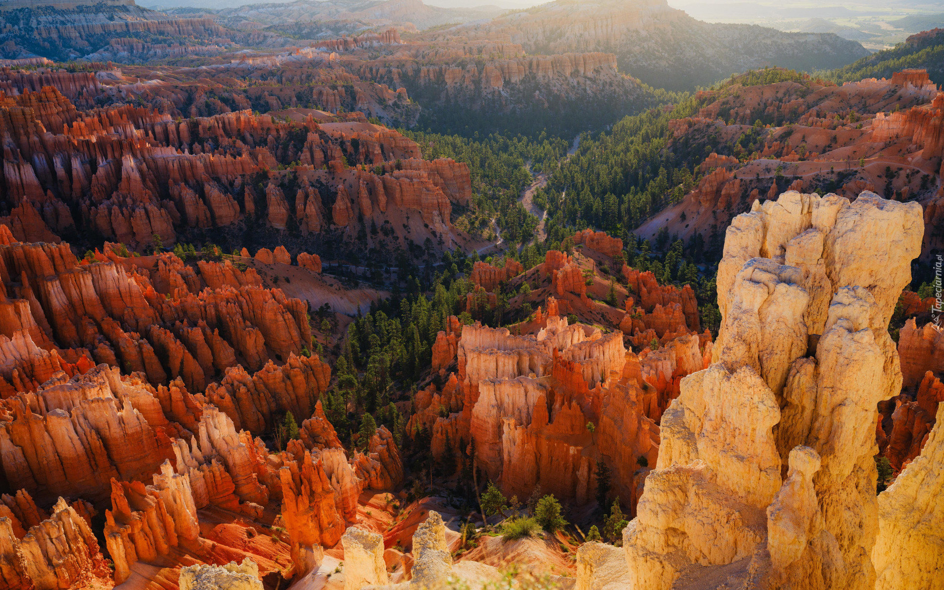 Stany Zjednoczone, Utah, Park Narodowy Bryce Canyon, Kanion, Skały, Drzewa