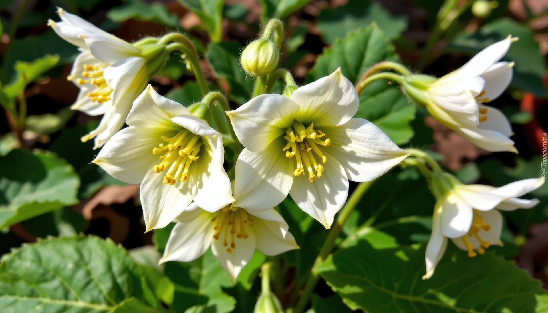 Kwiaty, Białe, Ciemierniki, Liście, Grafika AI