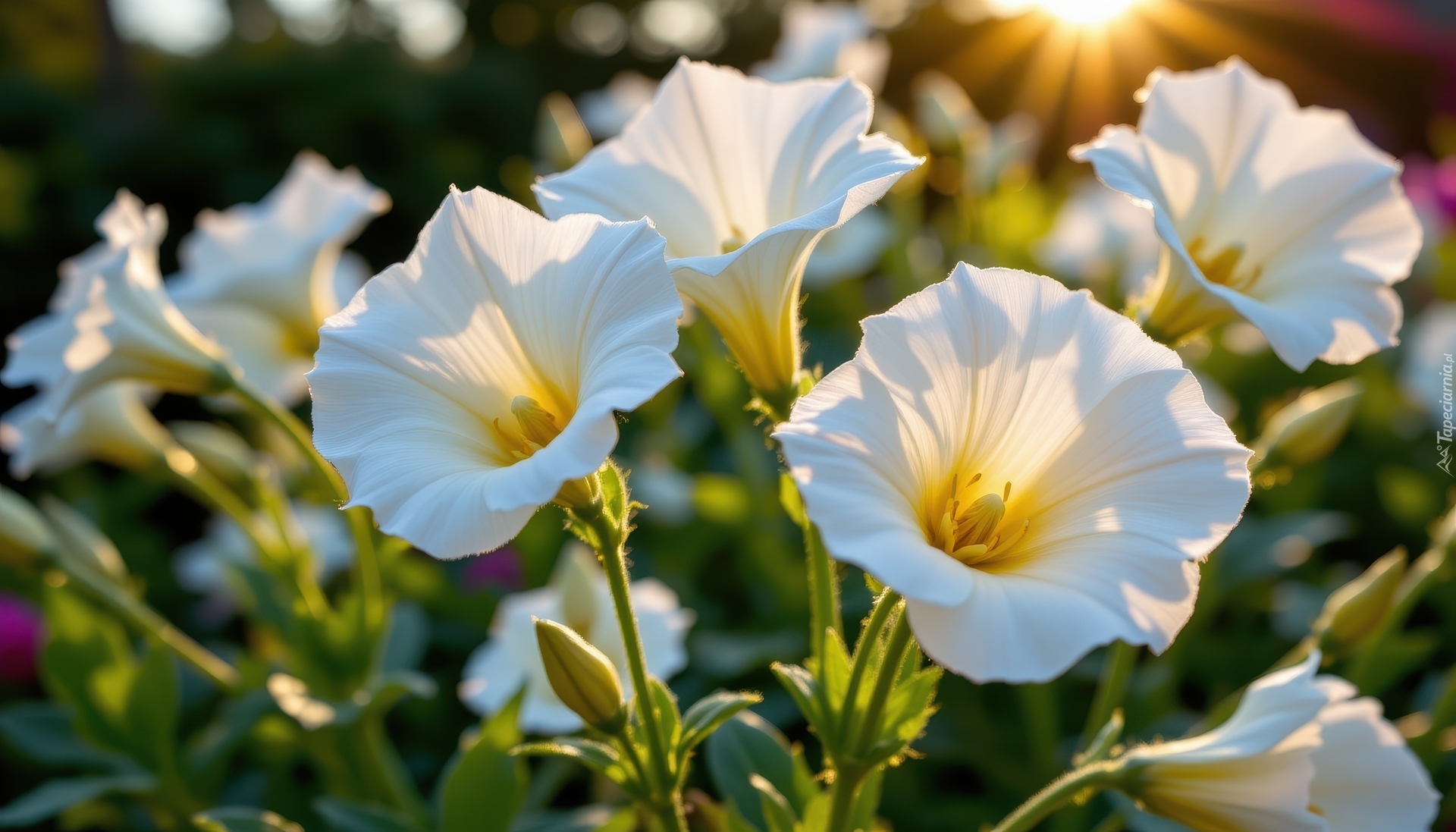 Rozświetlone, Białe, Rozwinięte, Kwiaty