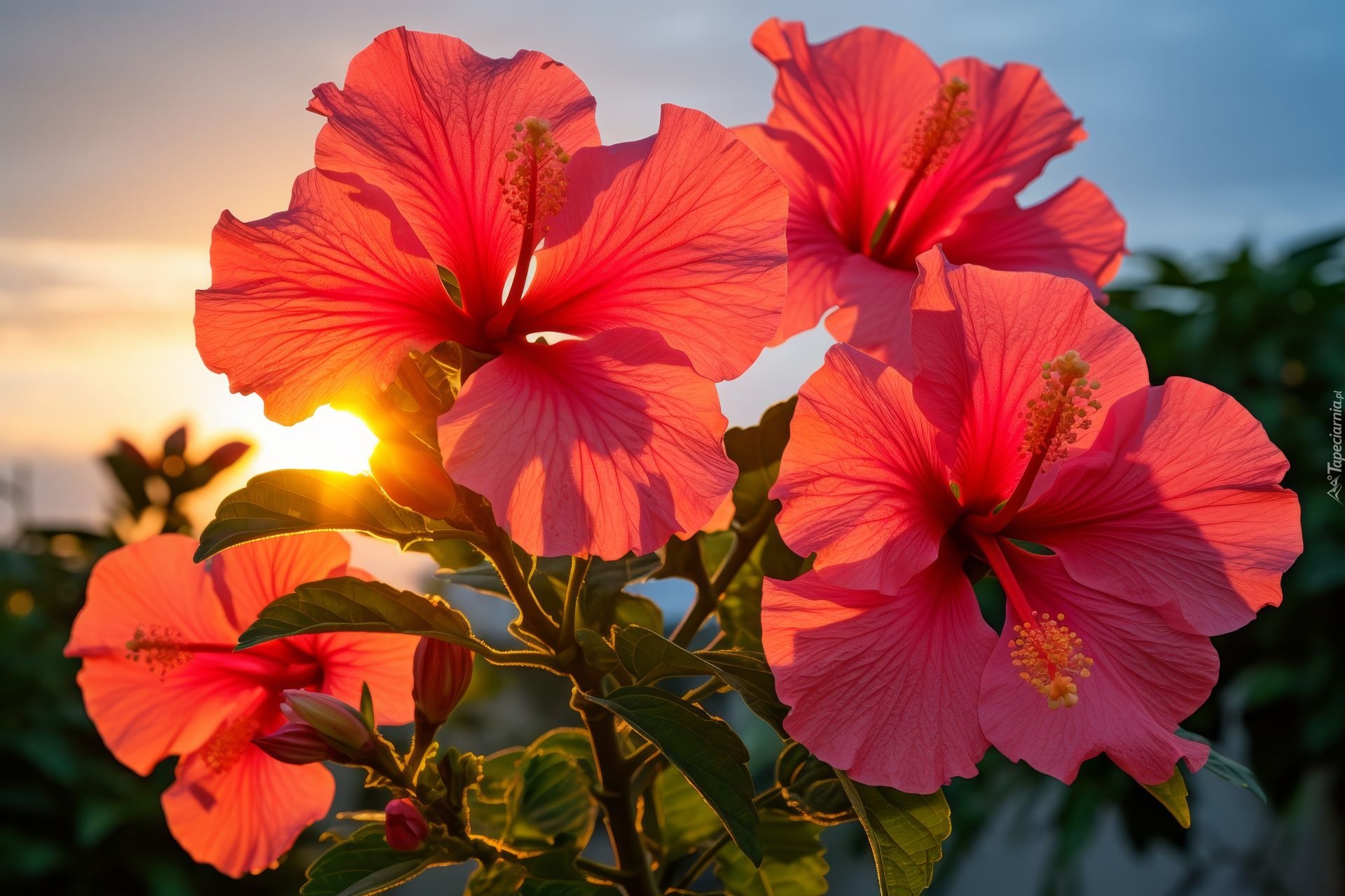 Hibiskusy, Kwiaty