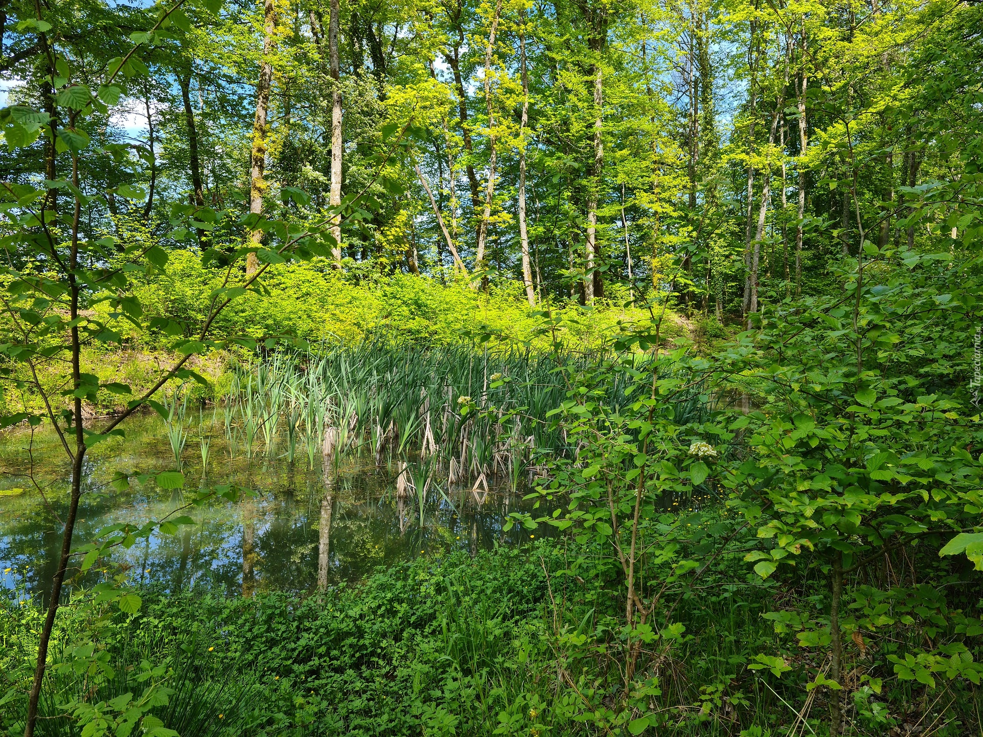 Staw, Drzewa, Rośliny, Lato