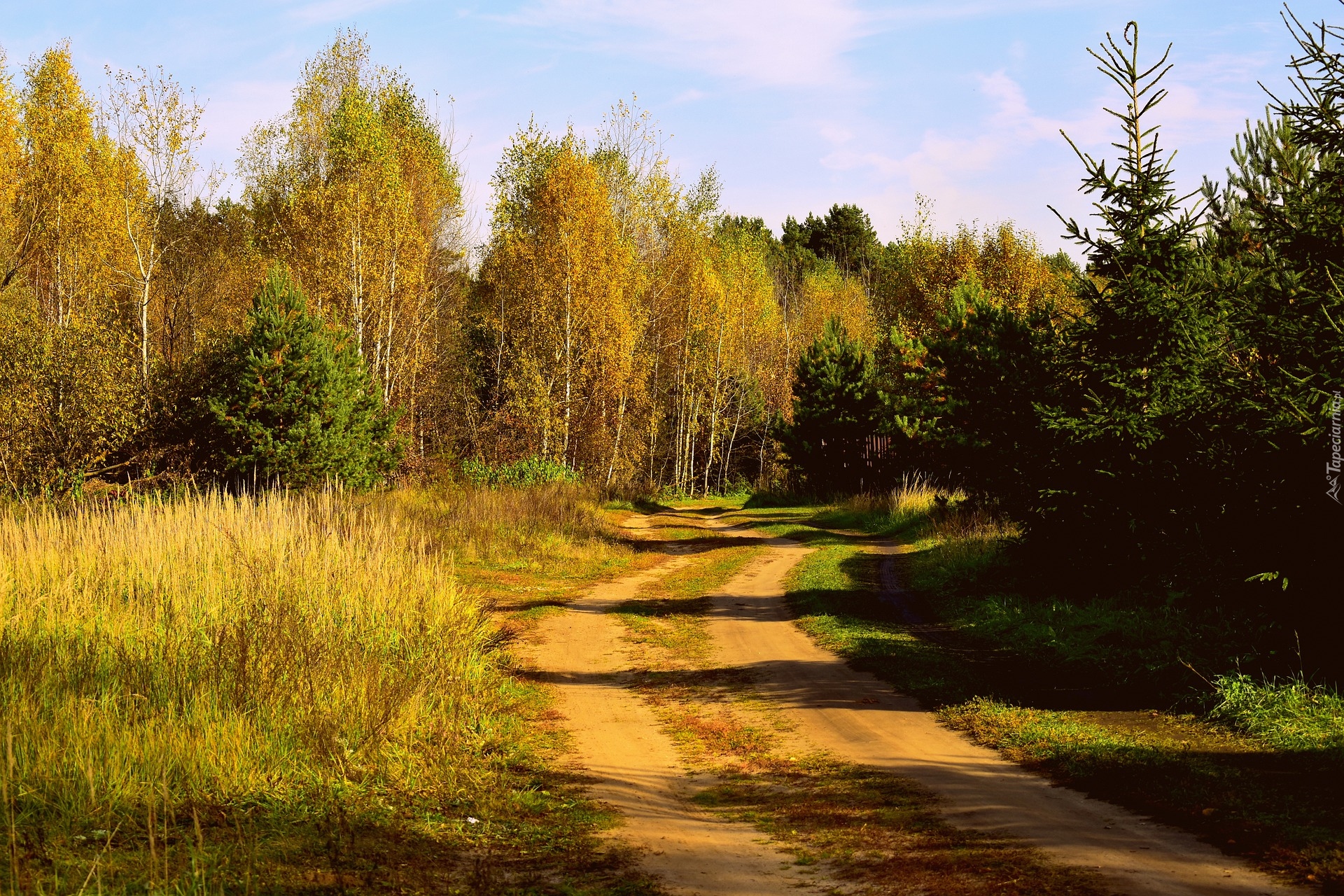 Jesień, Drzewa, Las, Trawa, Droga, Słoneczny, Dzień