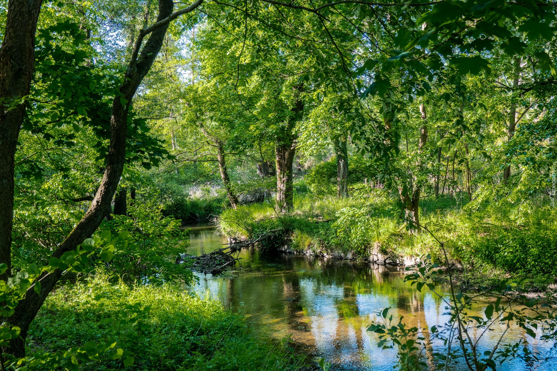 Las, Rzeka, Drzewa, Słoneczny, Blask