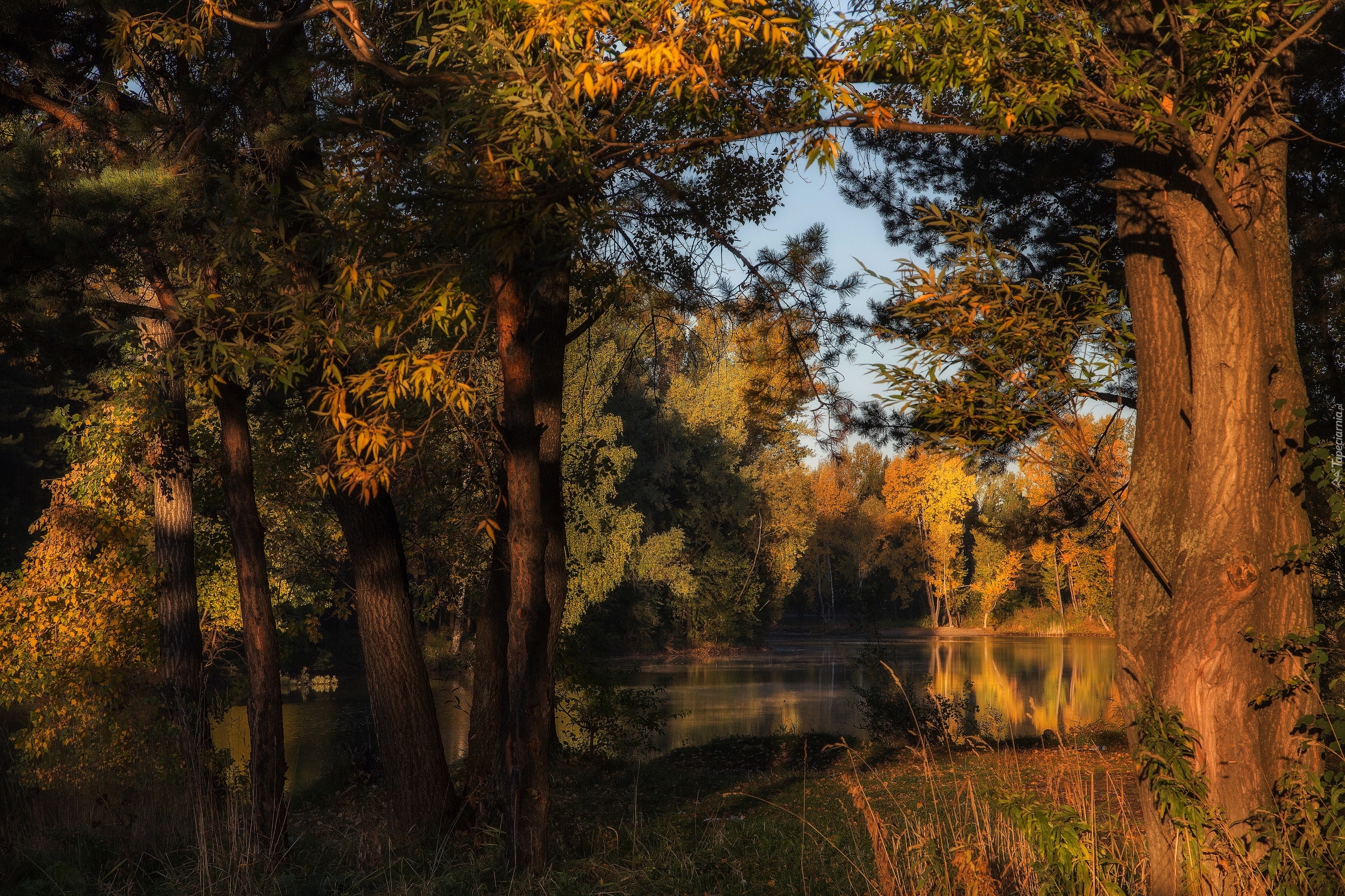 Jezioro, Las, Drzewa, Słoneczny, Dzień