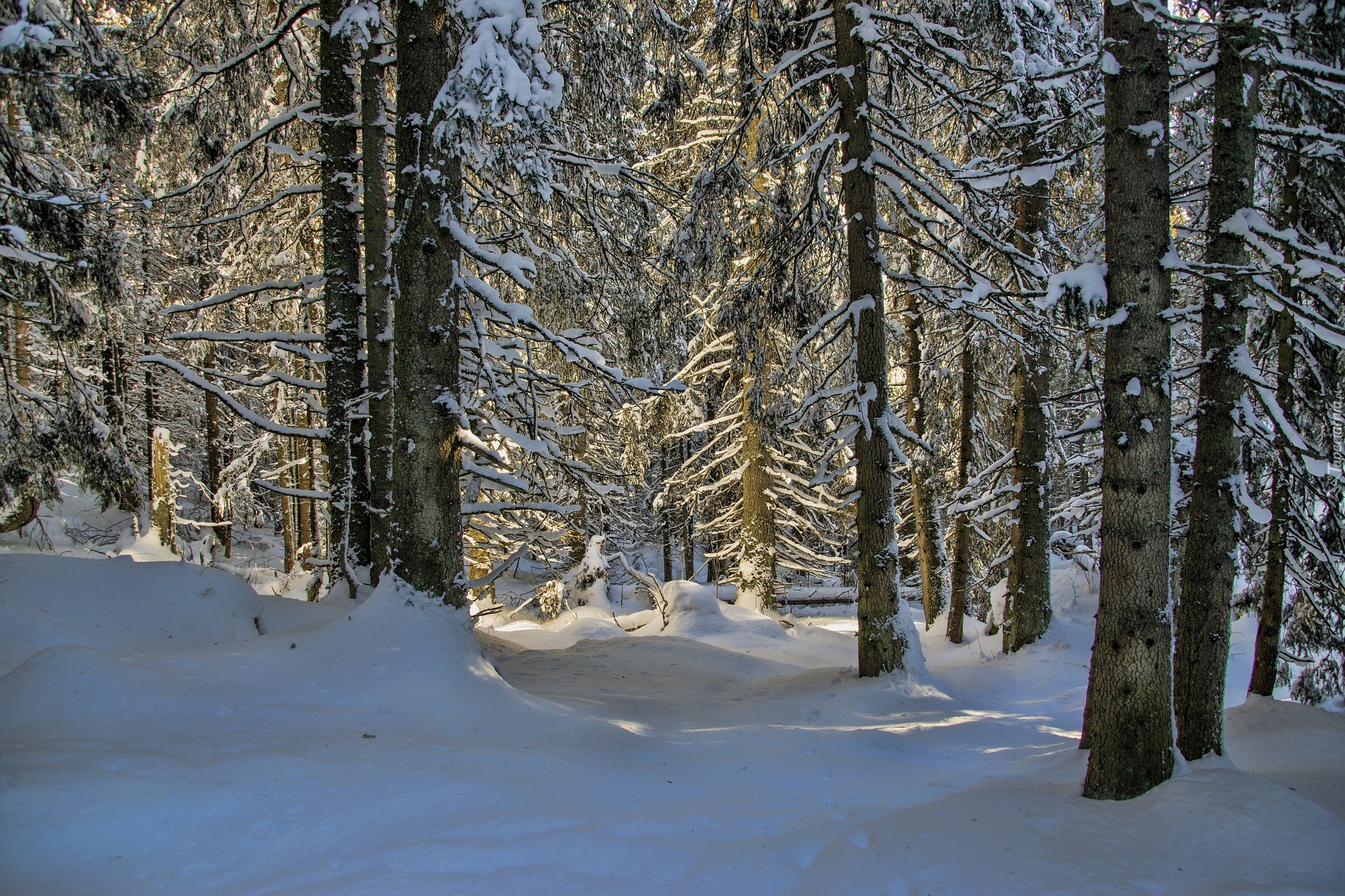 Zima, Las, Śnieg, Słoneczny, Dzień