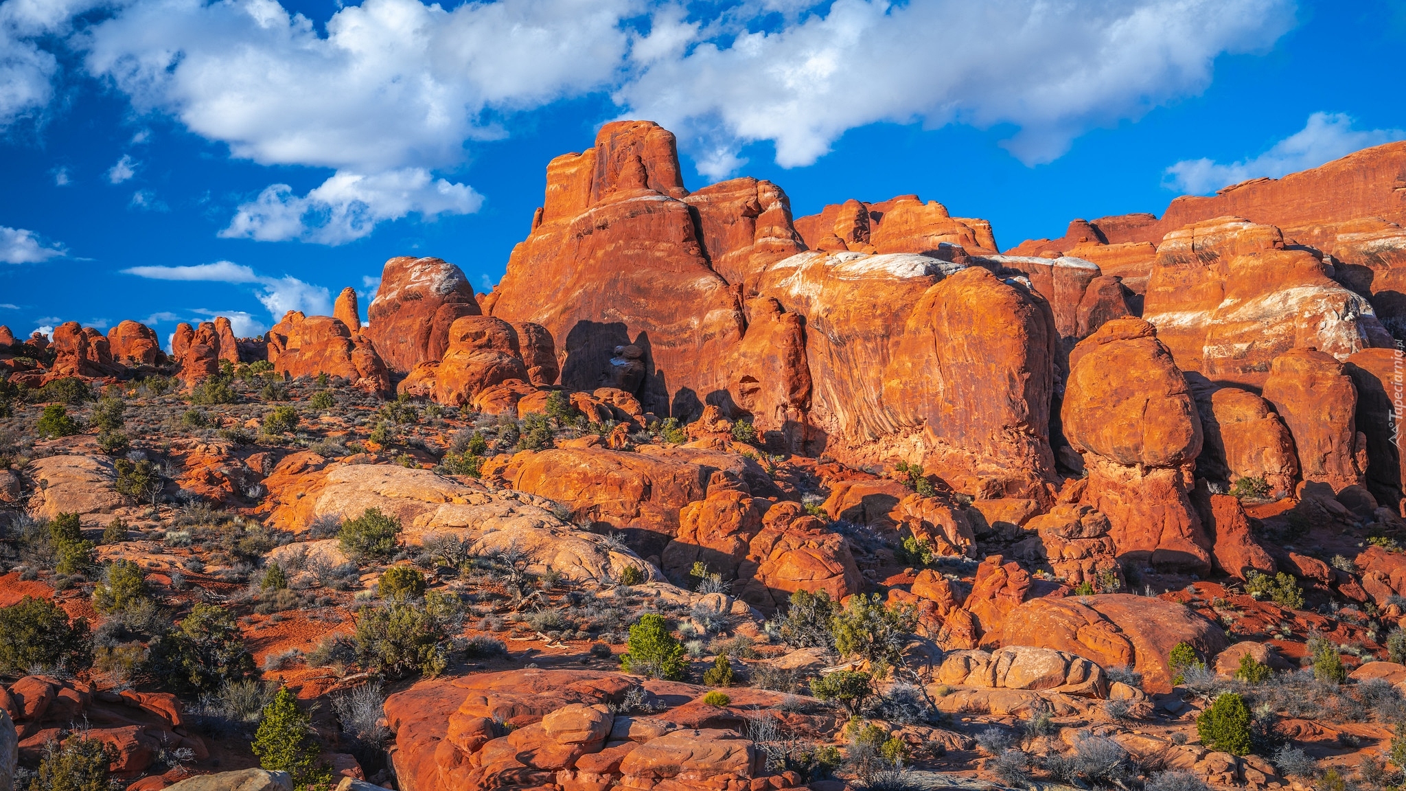 Czerwone, Skały, Rośliny, Park Narodowy Arches, Utah, Stany Zjednoczone