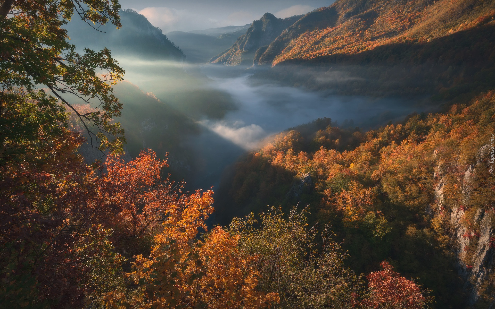 Jesień, Las, Drzewa, Góry, Wąwóz, Kanion Tary, Mgła, Park Narodowy Durmitor, Czarnogóra