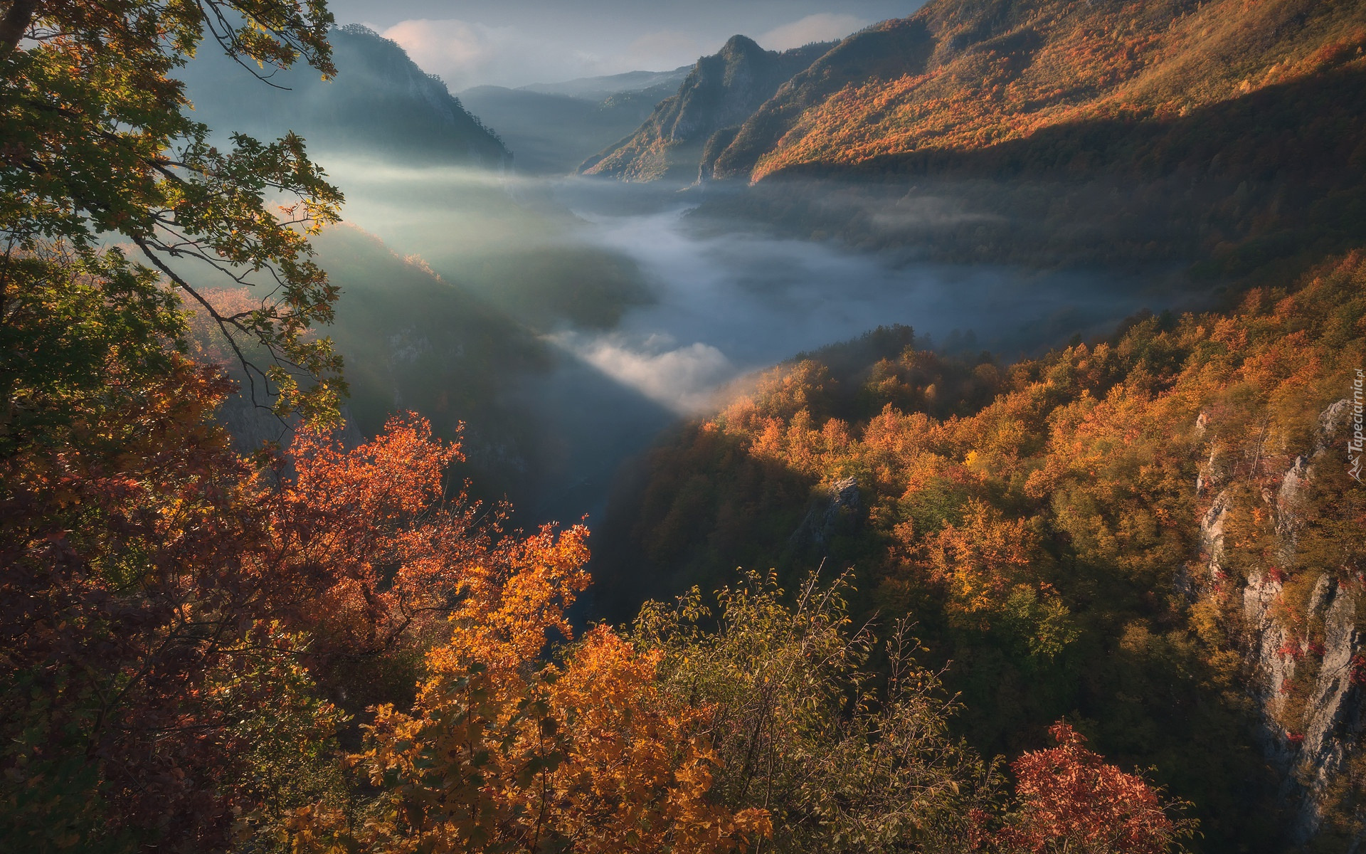 Jesień, Las, Drzewa, Góry, Wąwóz, Kanion Tary, Mgła, Park Narodowy Durmitor, Czarnogóra