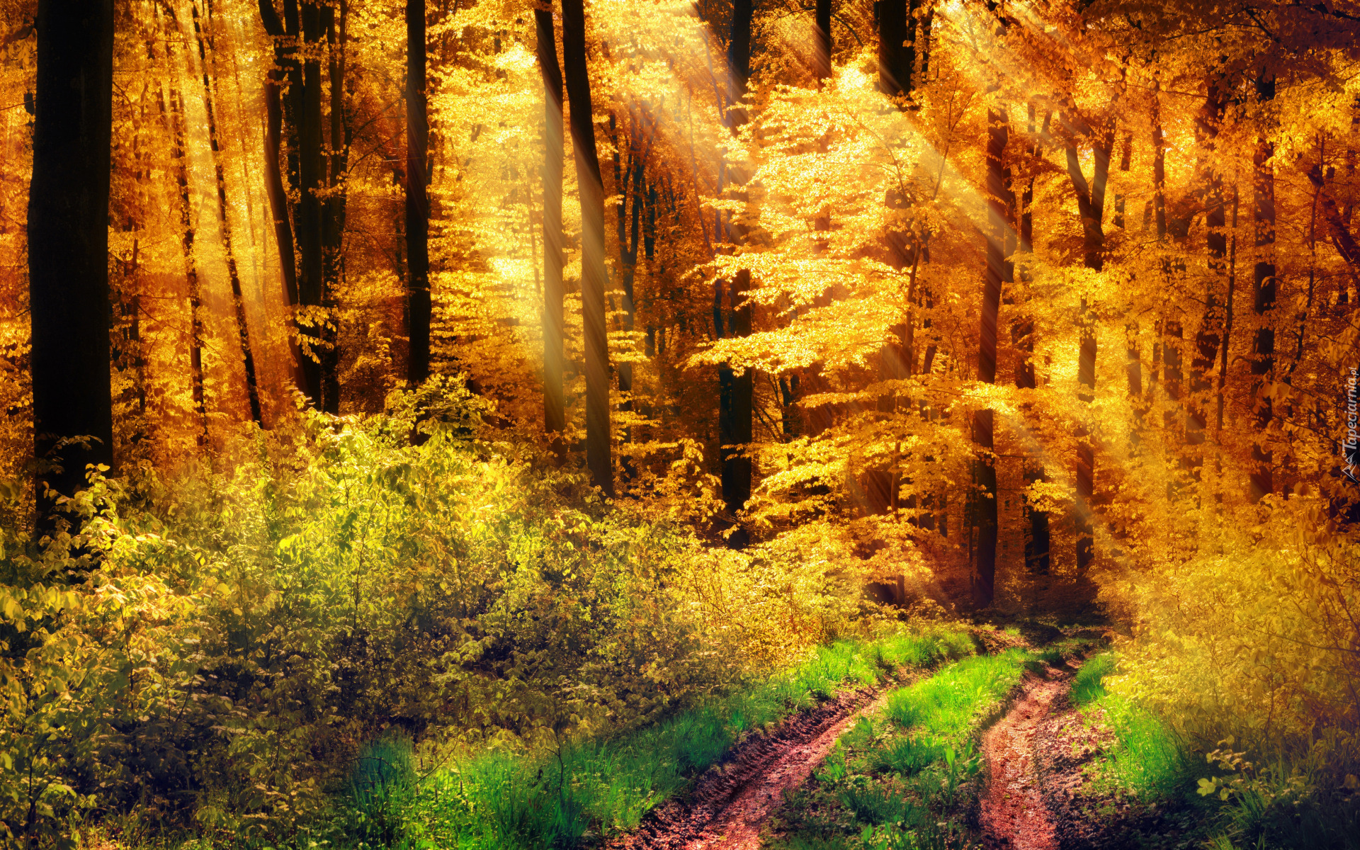 Jesień, Las, Pożółkłe, Drzewa, Krzewy, Droga, Trawa, Światło, Słoneczne