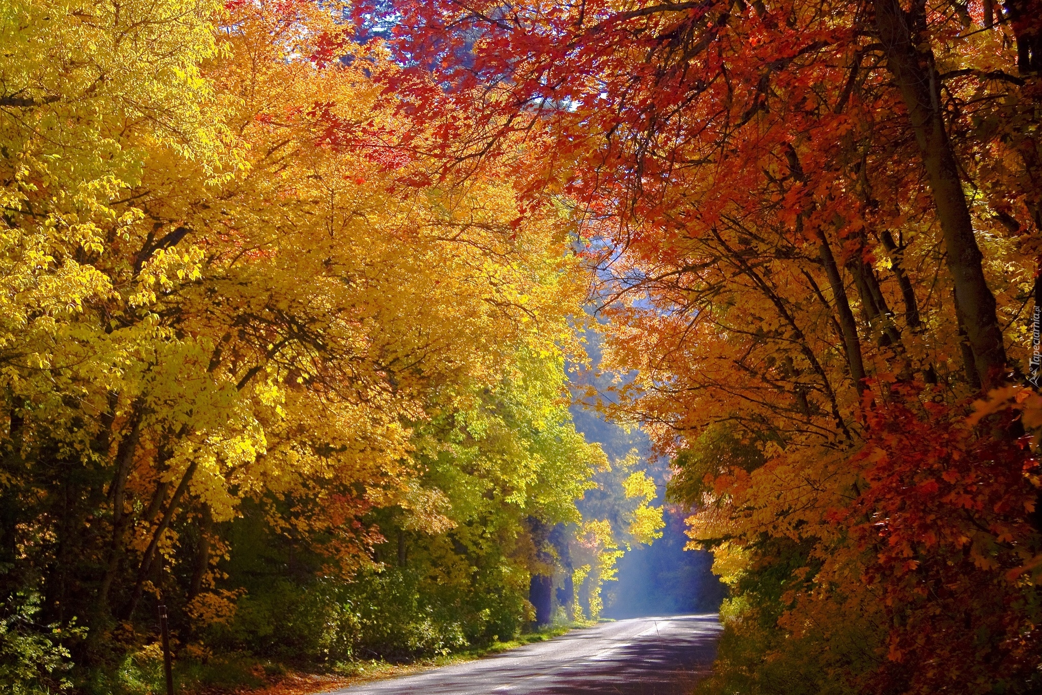 Jesień, Droga, Pożółkłe, Drzewa, Las