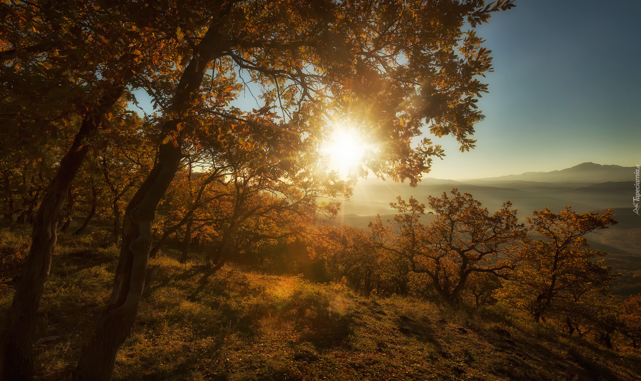 Drzewa, Promienie słońca, Wzgórza, Jesień