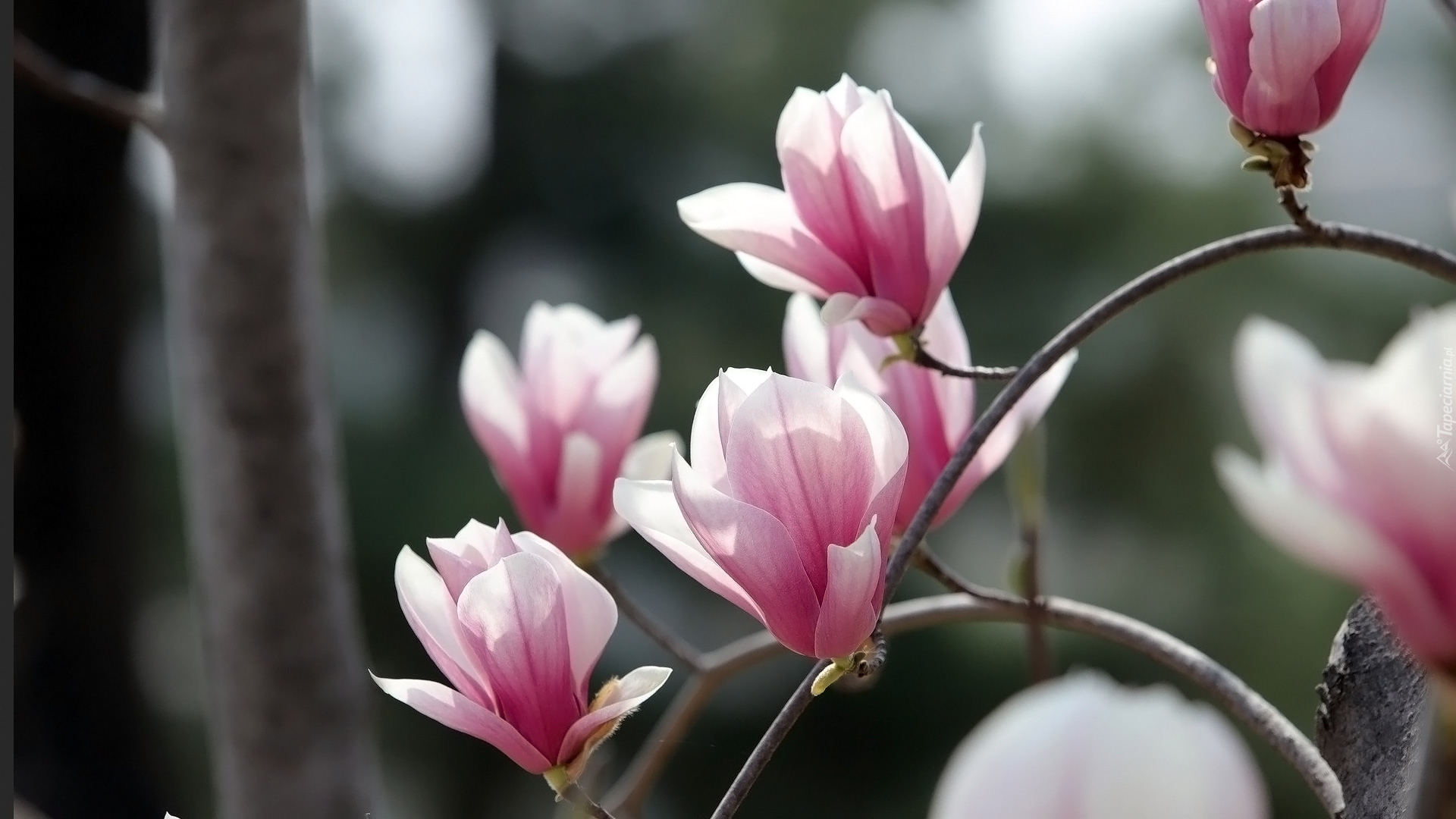 Biało-różowe, Magnolie, Kwiaty