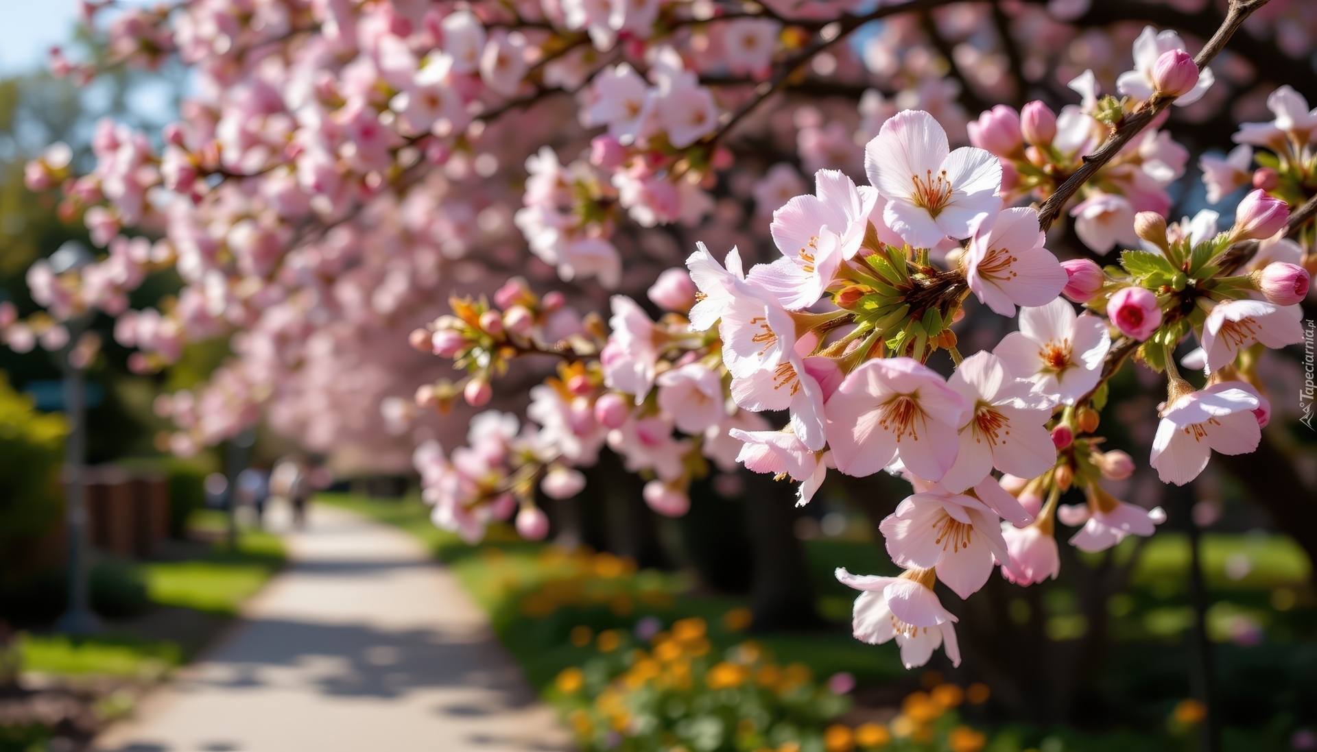 Wiosna, Drzewa owocowe, Gałązki, Różowe, Kwiaty, Droga