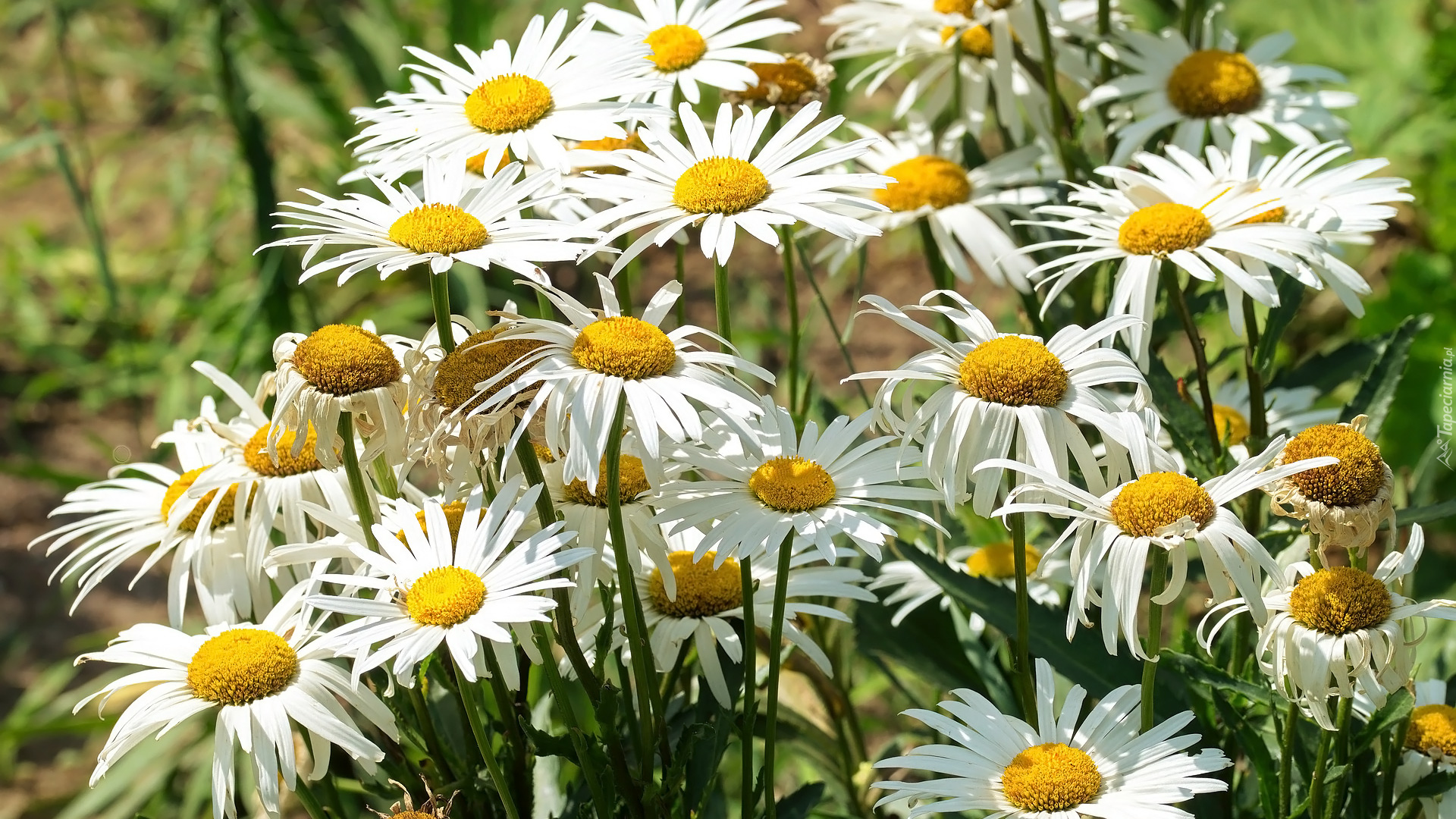 Kwiaty, Zbliżenie, Margerytki