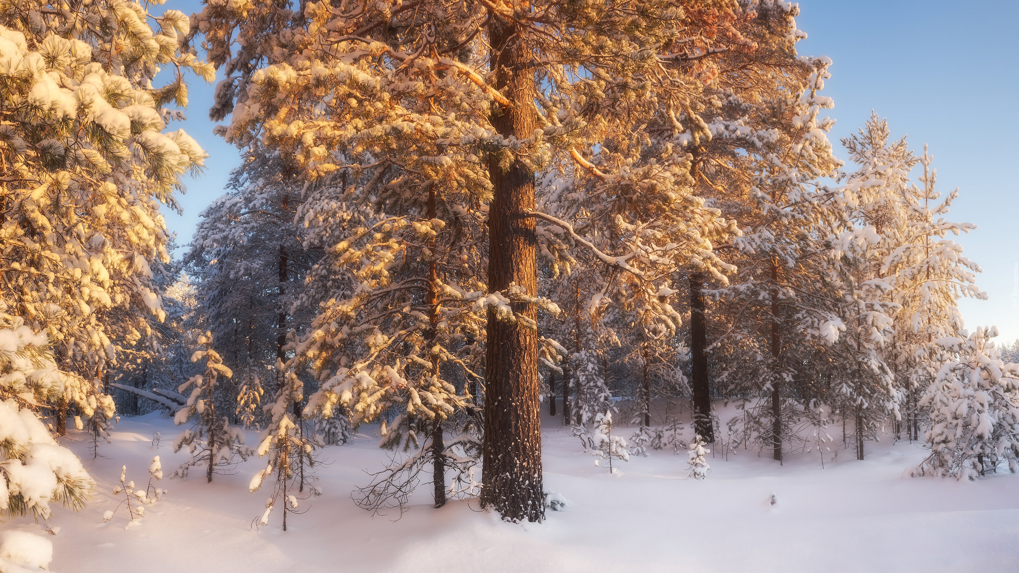 Zima, Śnieg, Drzewa, Las iglasty