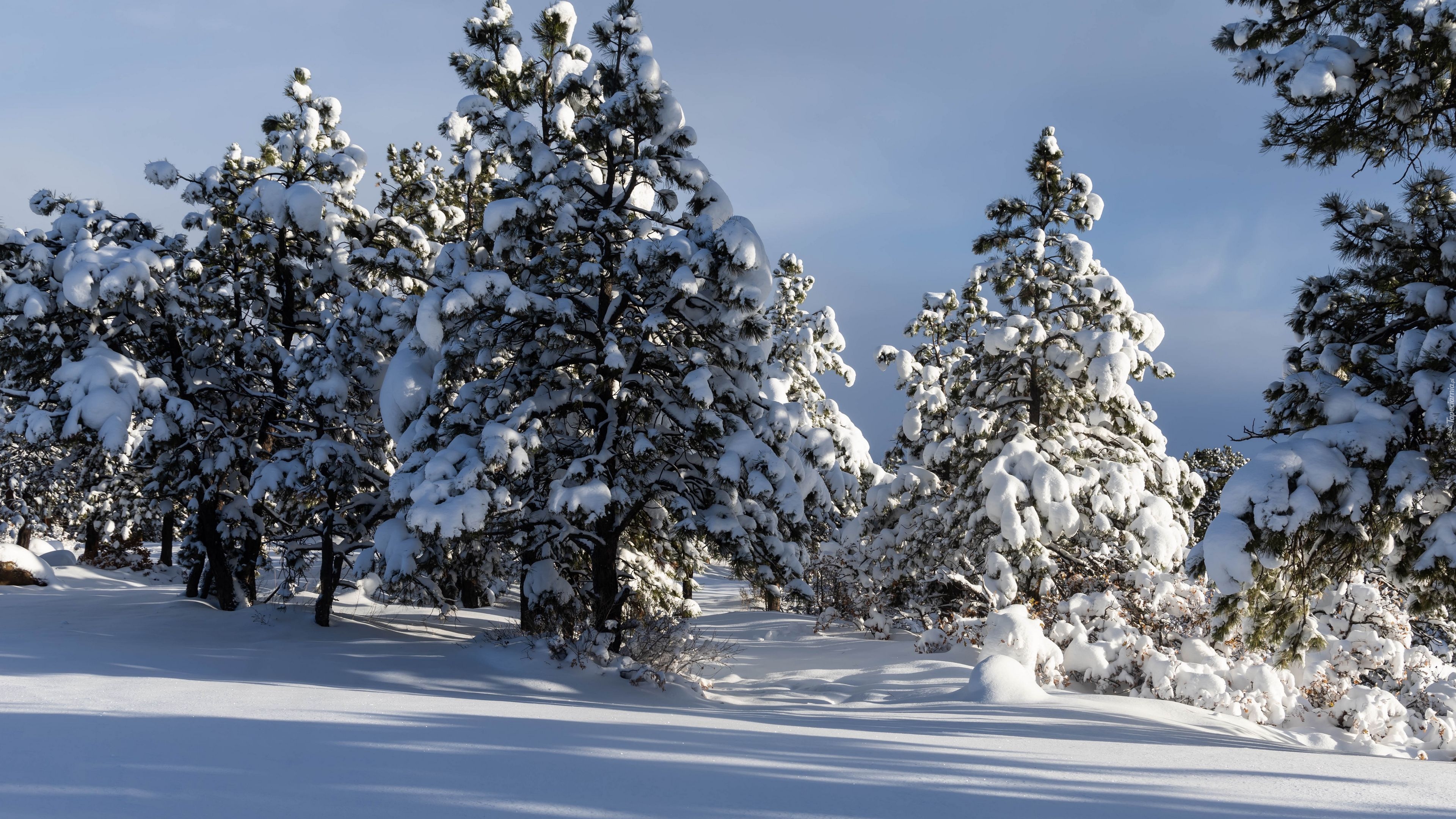 Drzewa, Zima, Las, Śnieg