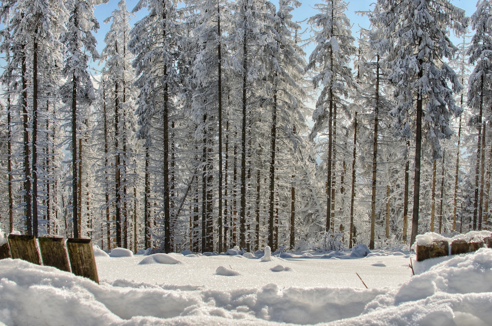 Zima, Las, Śnieg, Słoneczny blask, Drzewa