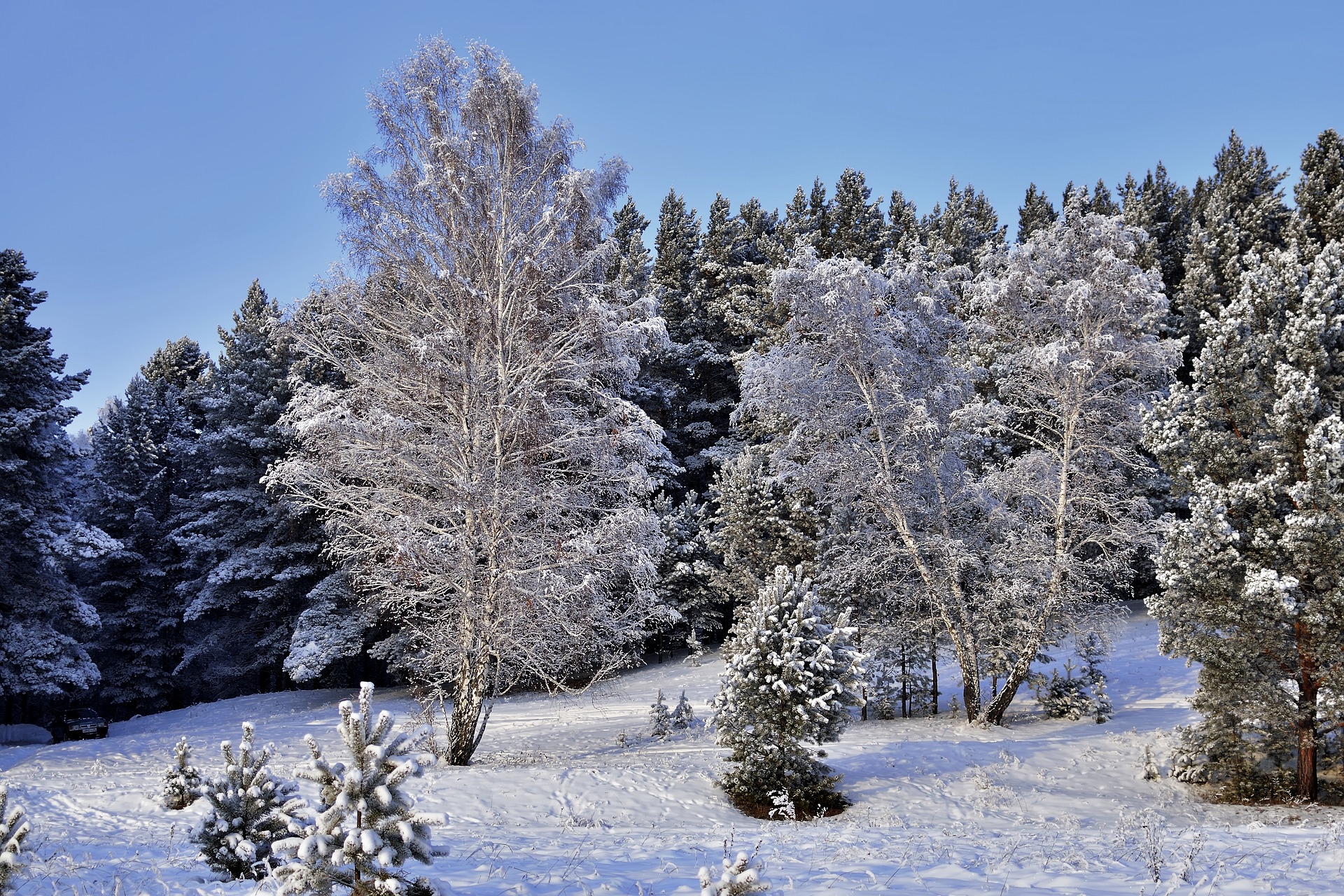 Zima, Drzewa, Ośnieżony, Las, Śnieg