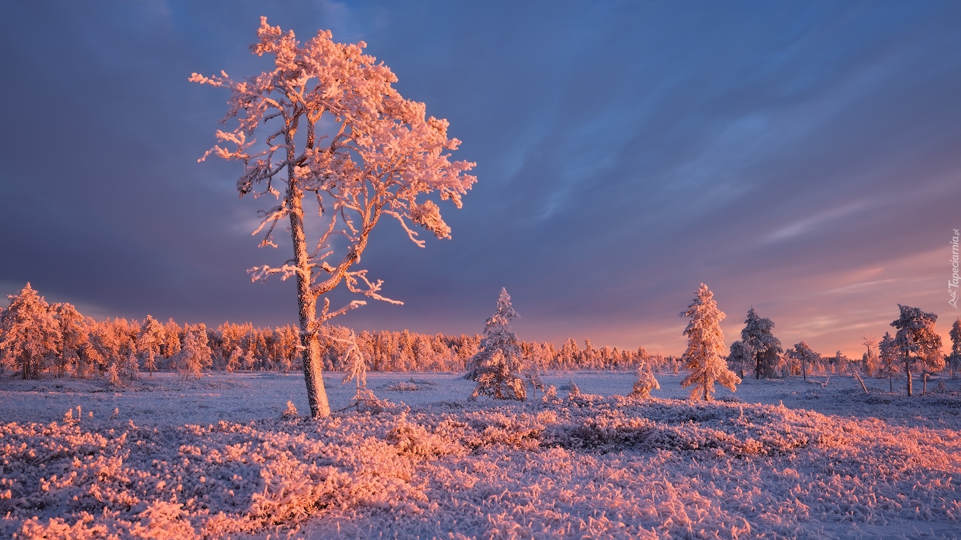 Zima, Drzewa, Ośnieżone, Szron, Trawa, Karelia, Rosja