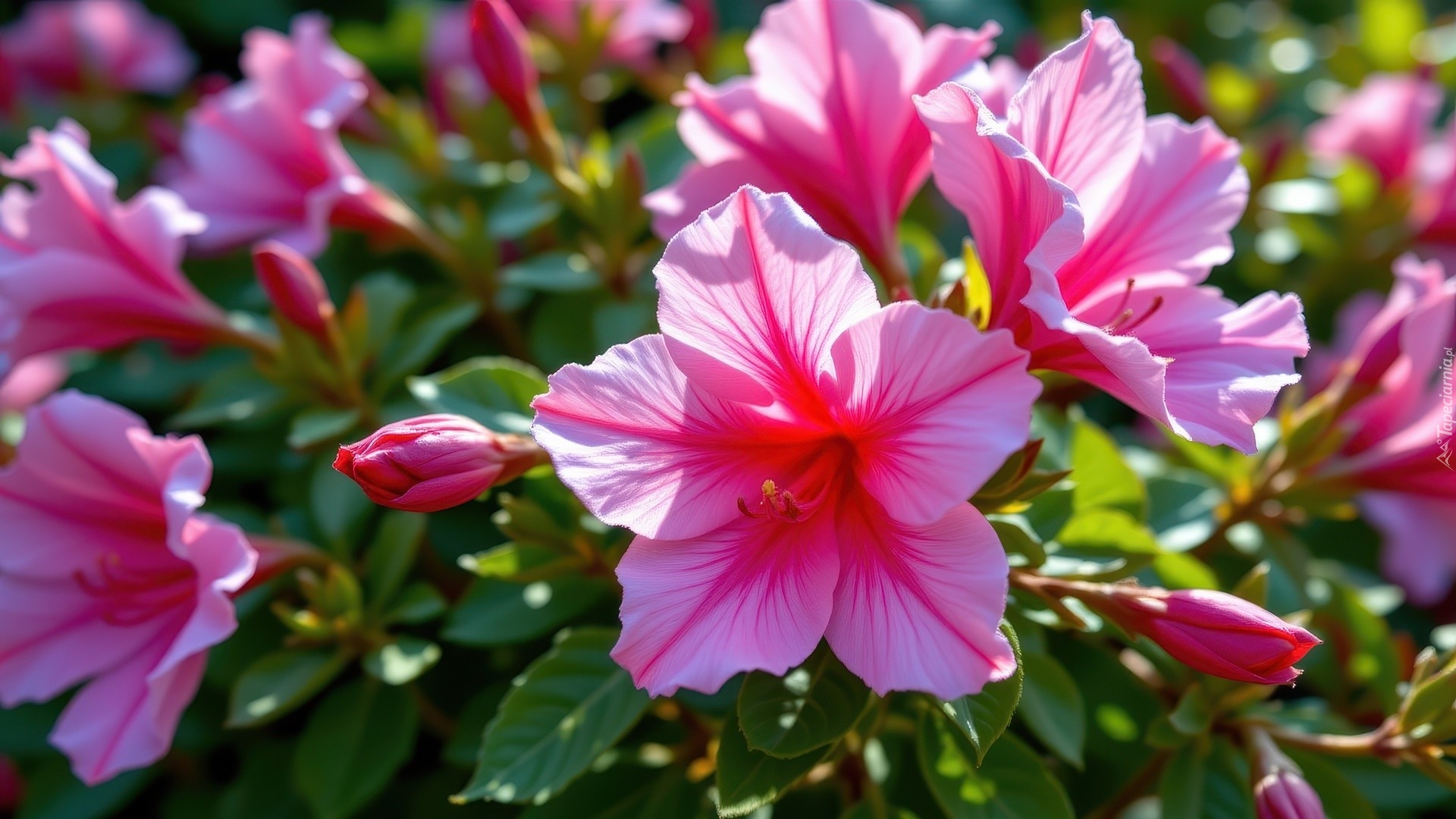Hibiskus, Różowe, Kwiaty