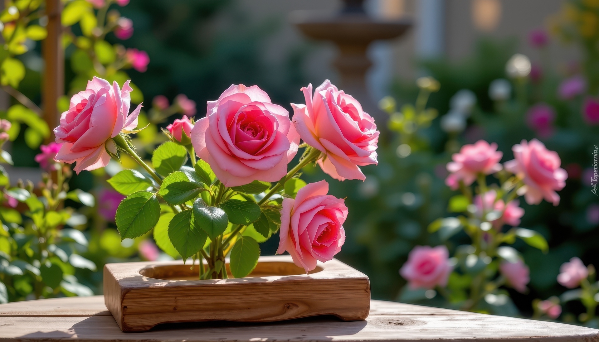 Kwiaty, Róże, Różowe, Drewniana, Skrzynka