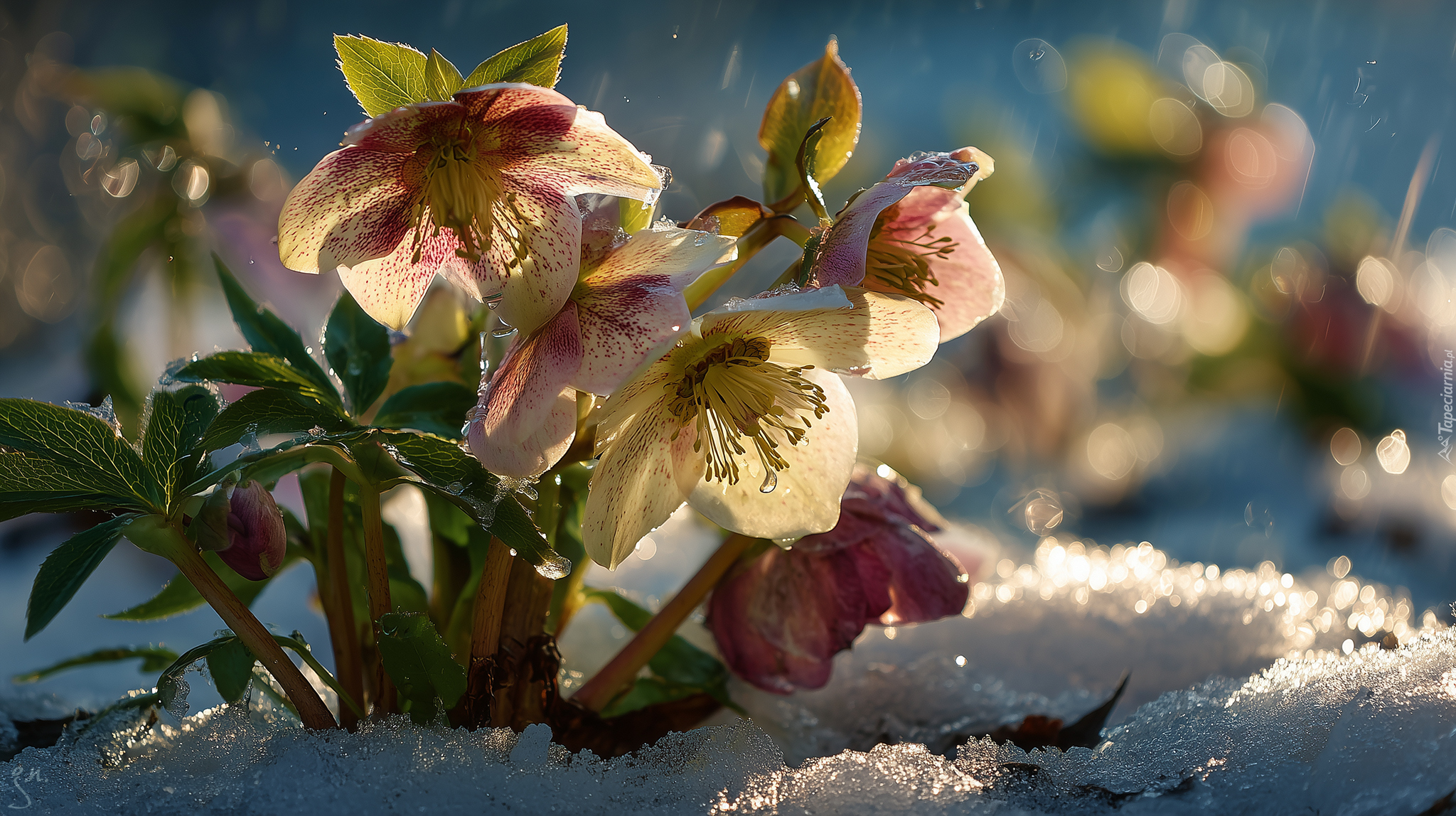 Żółte, Ciemierniki, Kwiaty, Grafika AI